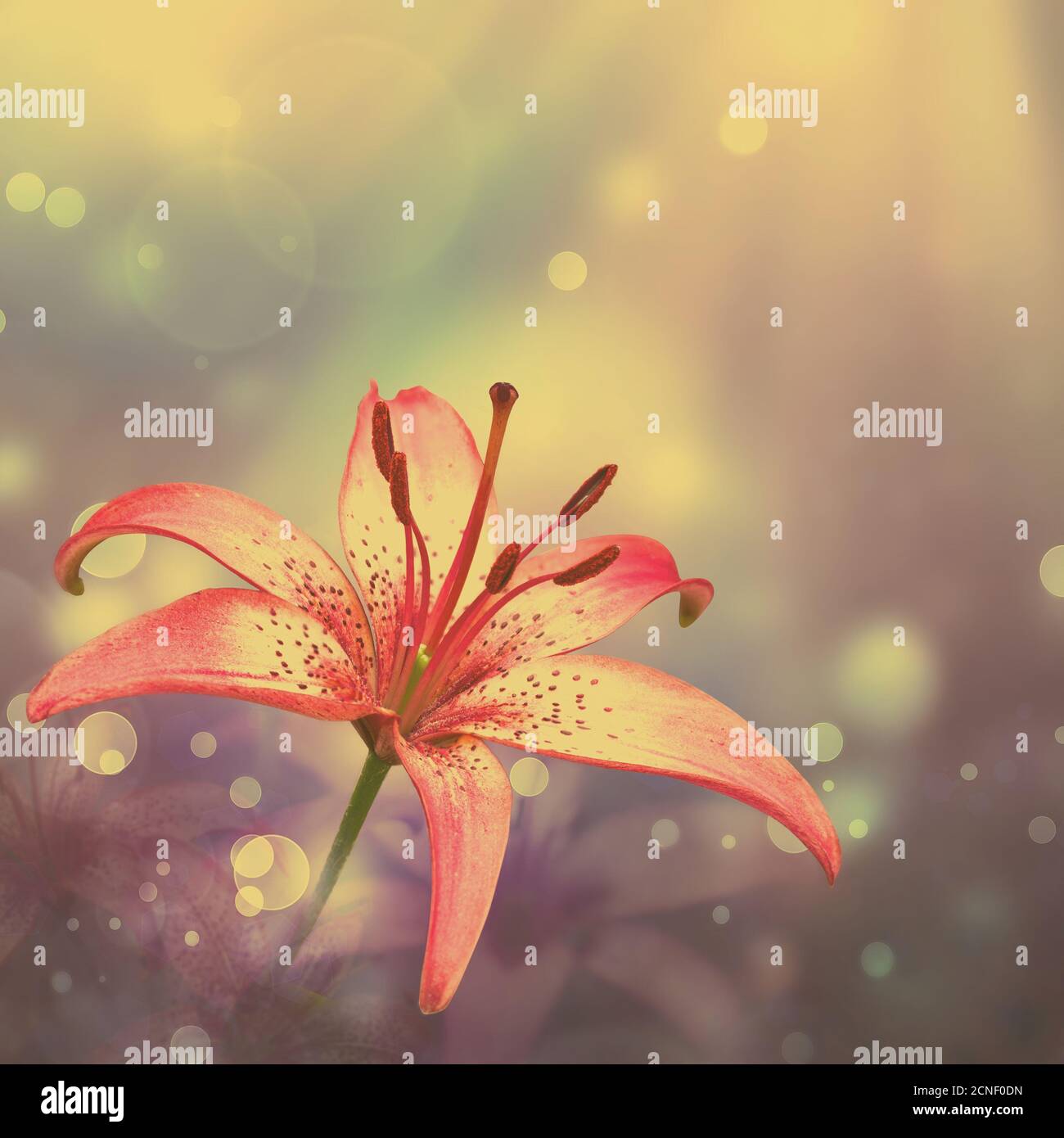 Floral background Banque D'Images