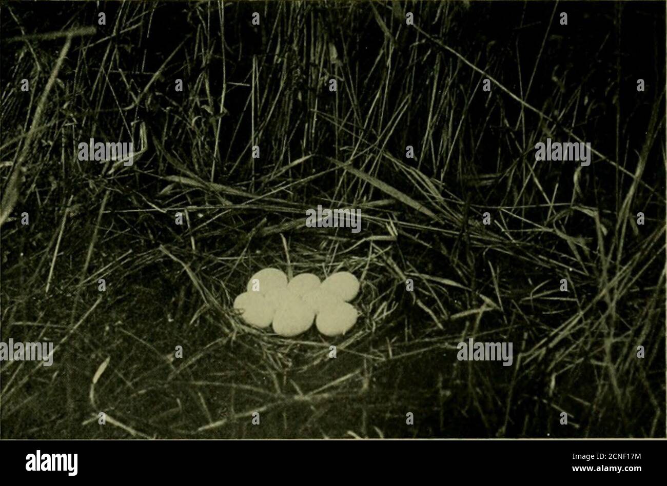 . Minerai d'oiseau . Les observations couvrant une douzaine de nids, et étendues sur l'aperiod embrassant la première ponte et un stade plutôt avancé d'incubation, ont donné, à la suite d'un calcul prudent, les données de mai 10-16 comme celles à l'intérieur desquelles (sauf les ensembles manifestement labelés)les premiers oeufs sont invariablement pondus, — Cela pendant quatre saisons, érlye et tard, ce qui fait qu'il est assez clair que les Hawks de Marsh ne restent pas avant le temps. Probablement le Hawk mâle ne nourrit pas son compagnon pendant la période d'incubation, puisque les deux partagent les fonctions à la maison de la saison. Mais il serait plus intéressant d'apprendre comment longperio Banque D'Images