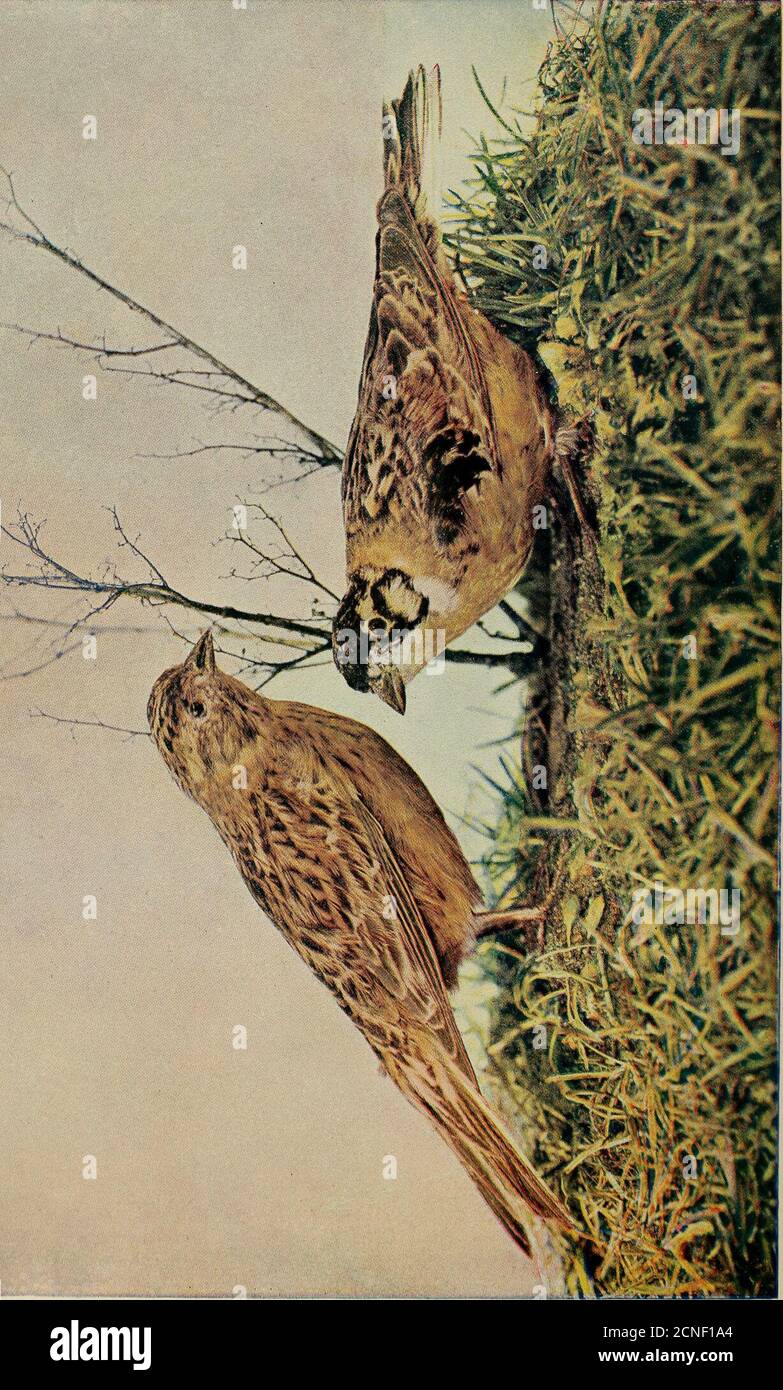 . Oiseaux et nature . son nom dans le poème, le vingt-septième de mars: Dans les woodsTufts de terre-laurel, rampant sous-neathLes feuilles de l'été dernier, envoient leurs sucresUp à l'air frais. Emily Dickinson a un poème entitledMay Flower, dont le premier strophis: Rose, petit, et ponctuel, Aromatic, low, Covert en avril, Candid en mai. Sarah H. Whitman parle du blos-som en ces mots: Le petit Mayflower timide tisse son nid.mais le vent du sud soupire le loam parfumé.et trahit le chemin vers la maison de bois. Whittier Emily Greene Wetherbee écrit de le trouver en enfantho Banque D'Images
