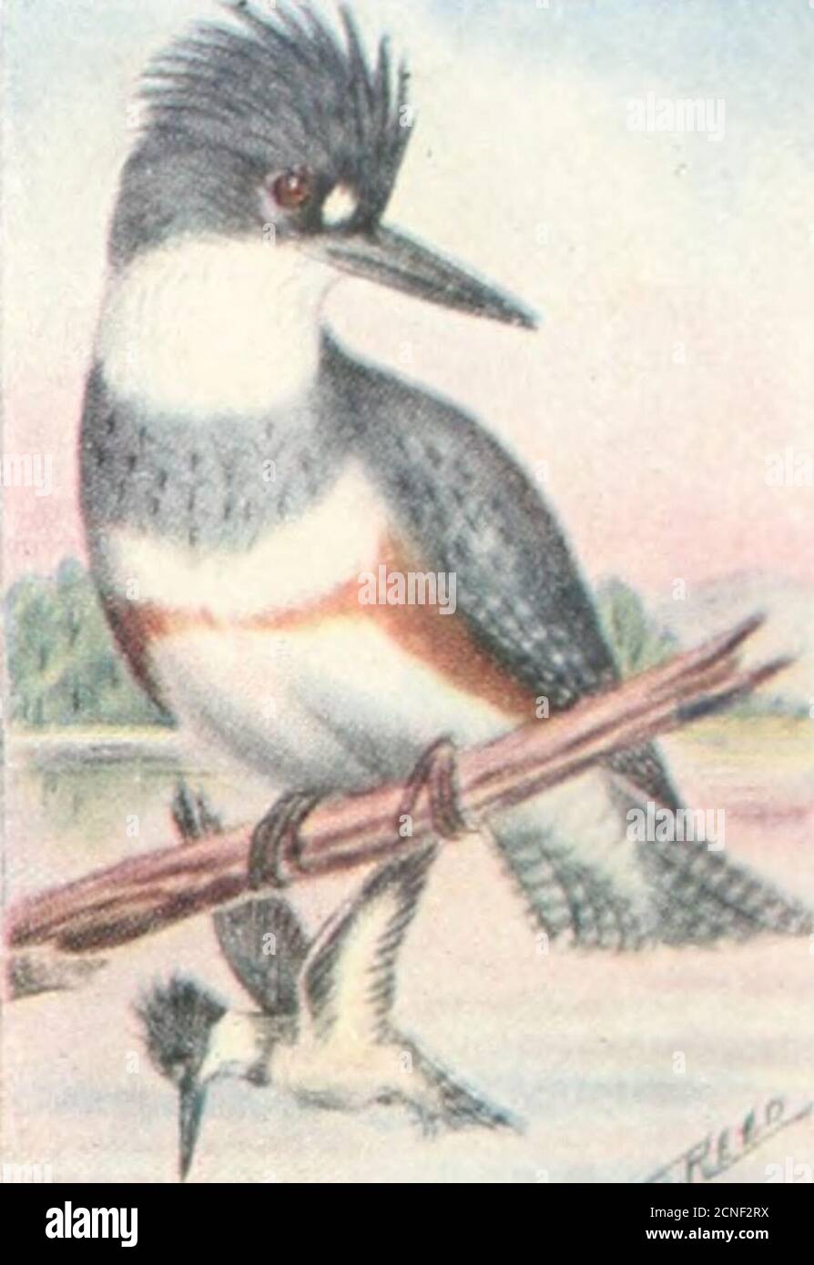 . Le livre d'oiseaux : illustrant en couleurs naturelles plus de sept cents oiseaux nord-américains; aussi plusieurs centaines de photographies de leurs nids et oeufs . Tates, vers le nord et hivernant des parties méridionales de son aire de répartition, vers le sud. Cet oiseau bien connu est abondant dans tous les bas-calités près de l'eau, où ses notes de hotling sont parmi les plus familiers des sons. Leur nourriture est presque entièrement composée de petits poissons, que l'on attrape en plongeant de leur perchoir sur un autre membre mort surplombant l'eau, ->-^ou en planant dans l'air comme une proie OS. Leurs nids - sont situés à la fin de Banque D'Images . Le livre d'oiseaux : illustrant en couleurs naturelles plus de sept cents oiseaux nord-américains; aussi plusieurs centaines de photographies de leurs nids et oeufs . Tates, vers le nord et hivernant des parties méridionales de son aire de répartition, vers le sud. Cet oiseau bien connu est abondant dans tous les bas-calités près de l'eau, où ses notes de hotling sont parmi les plus familiers des sons. Leur nourriture est presque entièrement composée de petits poissons, que l'on attrape en plongeant de leur perchoir sur un autre membre mort surplombant l'eau, ->-^ou en planant dans l'air comme une proie OS. Leurs nids - sont situés à la fin de Banque D'Images