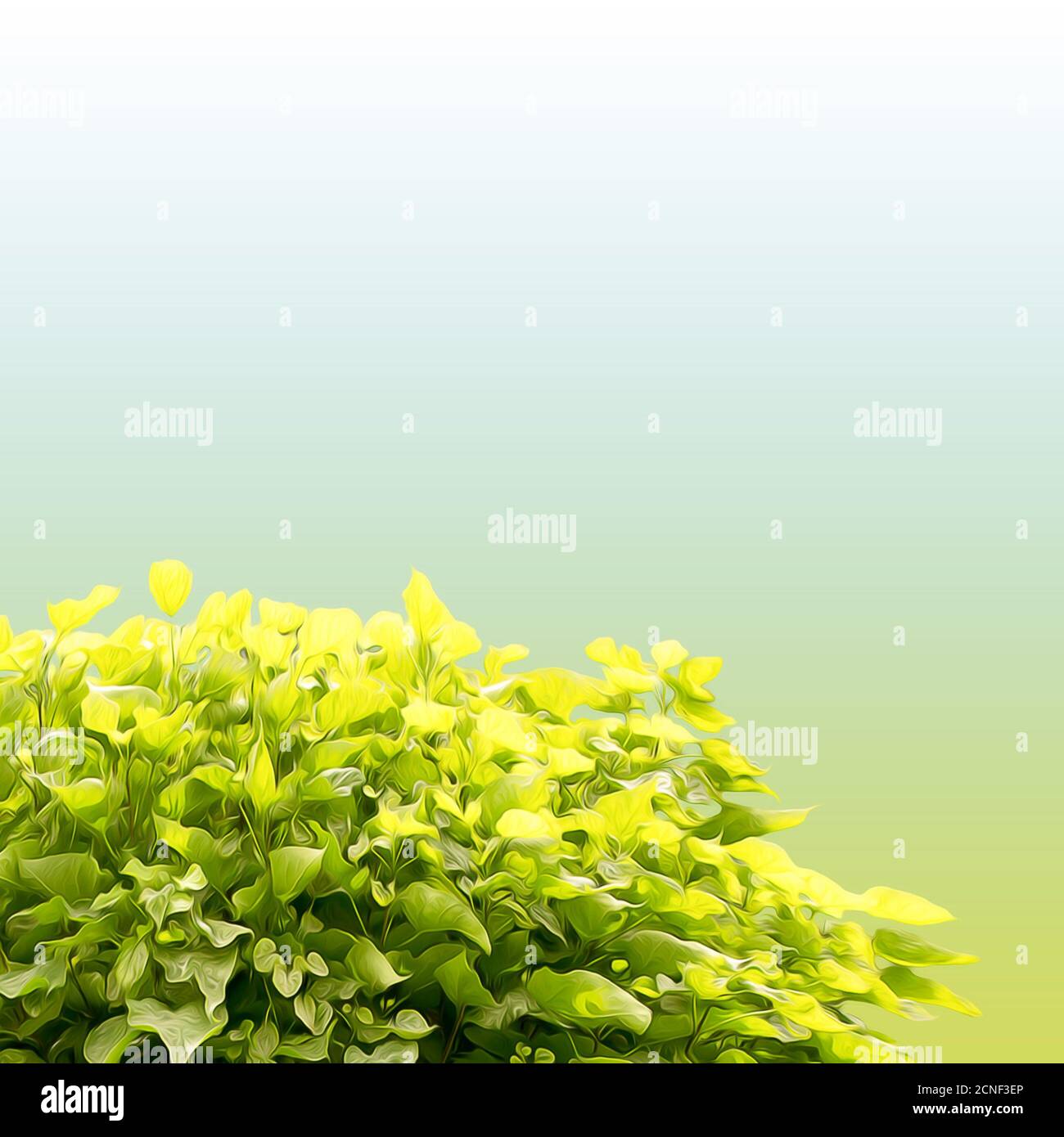 feuillage vert vif Banque D'Images