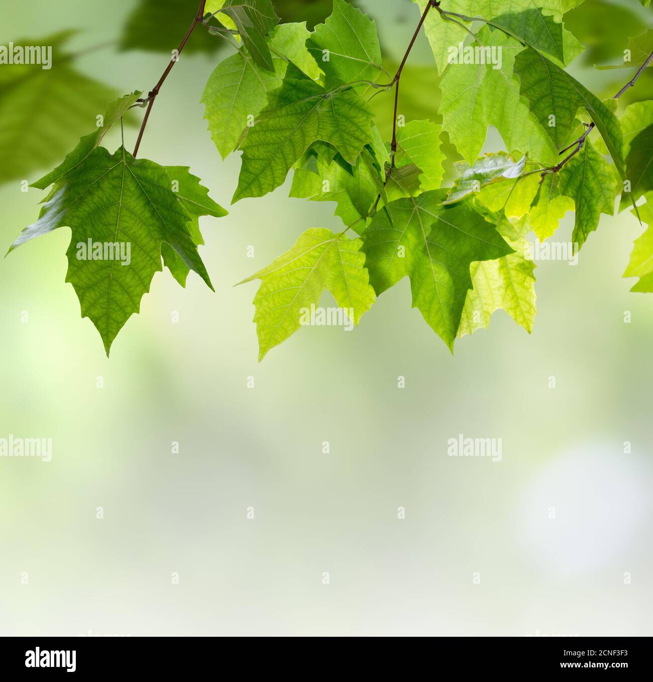 Arrière-plan de printemps Banque D'Images