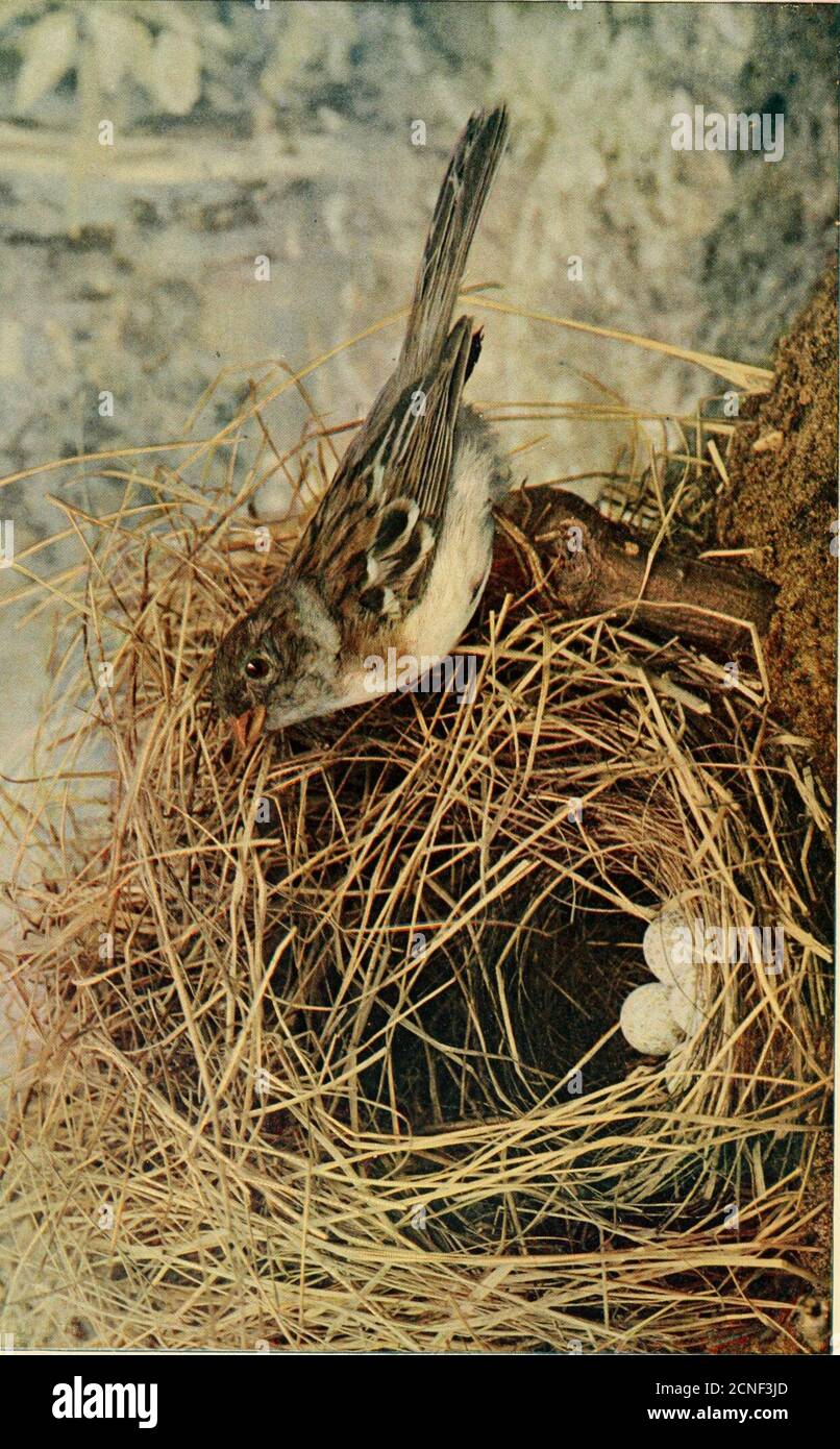 . Oiseaux et nature . /. &lt ; p, J Pi * LE CHAMP SPARROW, (Spizella pusilla.) Une bulle de musique flotte sur la pente du flanc de coteau ; UN peu de notes errants ; et la floraison de l'yarrow et du trèfle, et l'odeur de la fougère douce et de la bayberryleaf, sur sa vague de chant sont en train de voler ; car il est un voleur nolisé, la richesse des champs révélateurs. — Lucy Larcom, le Bruant de champ. Le Bruant de champ est le plus petit des Bruant de notre et est assez facilement éloigné-guished de l'autre espèce par sa facture itsreddish. Le nom commun est erroné, et peut-être serait-il plus approprié de l'appeler Banque D'Images