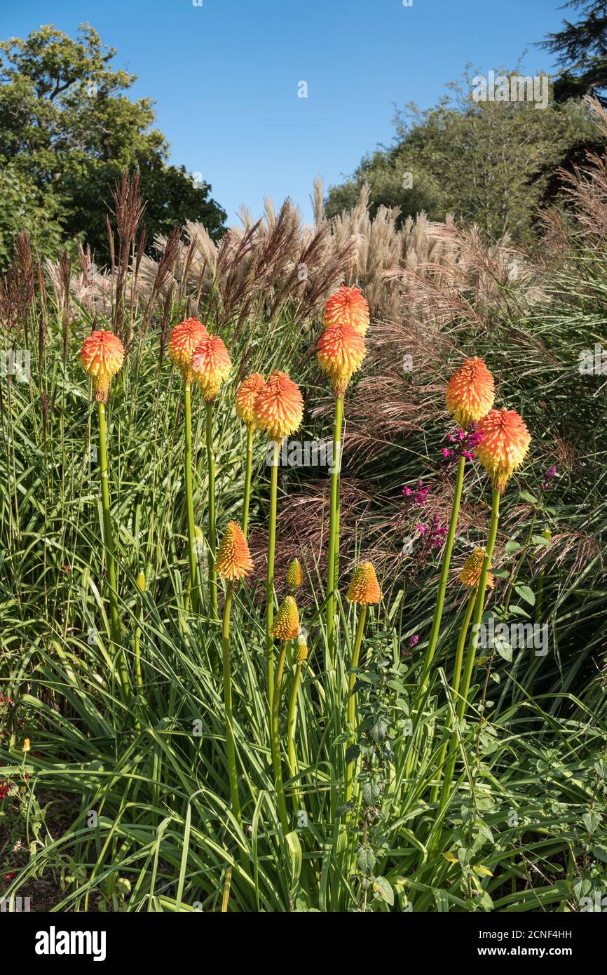 Red Hot Poker kniphofia exposition à Exbury Gardens près de Beaulieu Hampshire Banque D'Images