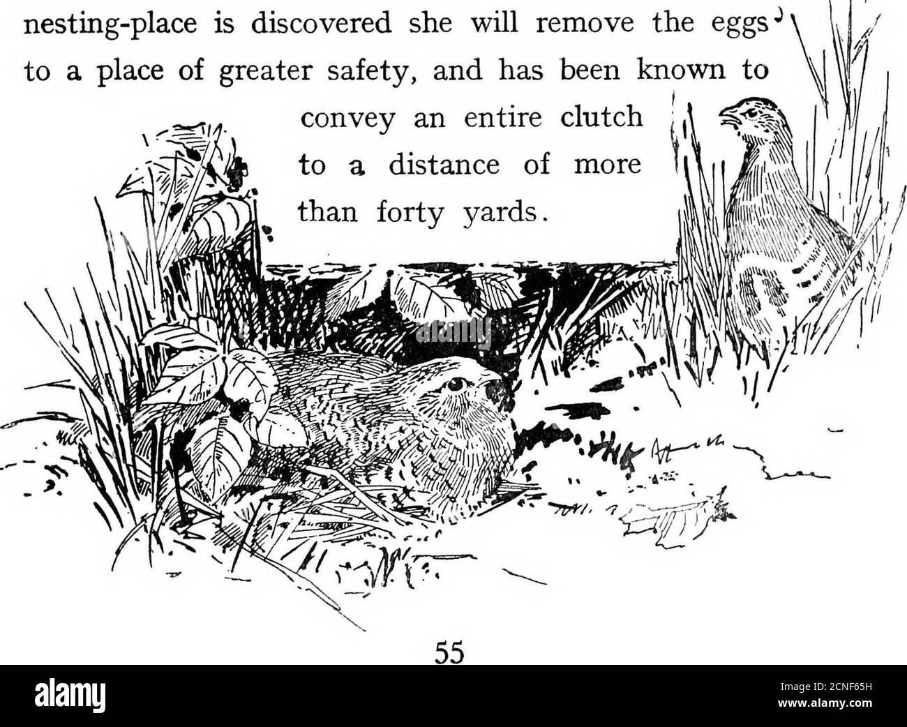 . Le livre d'oiseaux britannique . *^ .^ un creux dans le sol. Dans ce cas, elle dépose des dix oeufs totwenty—parfois même plus—qui sont de couleur jaune-brunâtre uniforme. Elle montre Uttle Discrim-ination dans son choix d'un site, souvent en choisissant un endroit à moins de deux ou trois pieds d'un pied-chemin fréquenté, et s'assied si étroitement qu'elle n'est pas rare entydecapité par les tondeuses scythe. Mais si hernichant-lieu est découvert elle enlève les oeufs-^à un lieu de plus grande sécurité, et a été connu à /. Banque D'Images