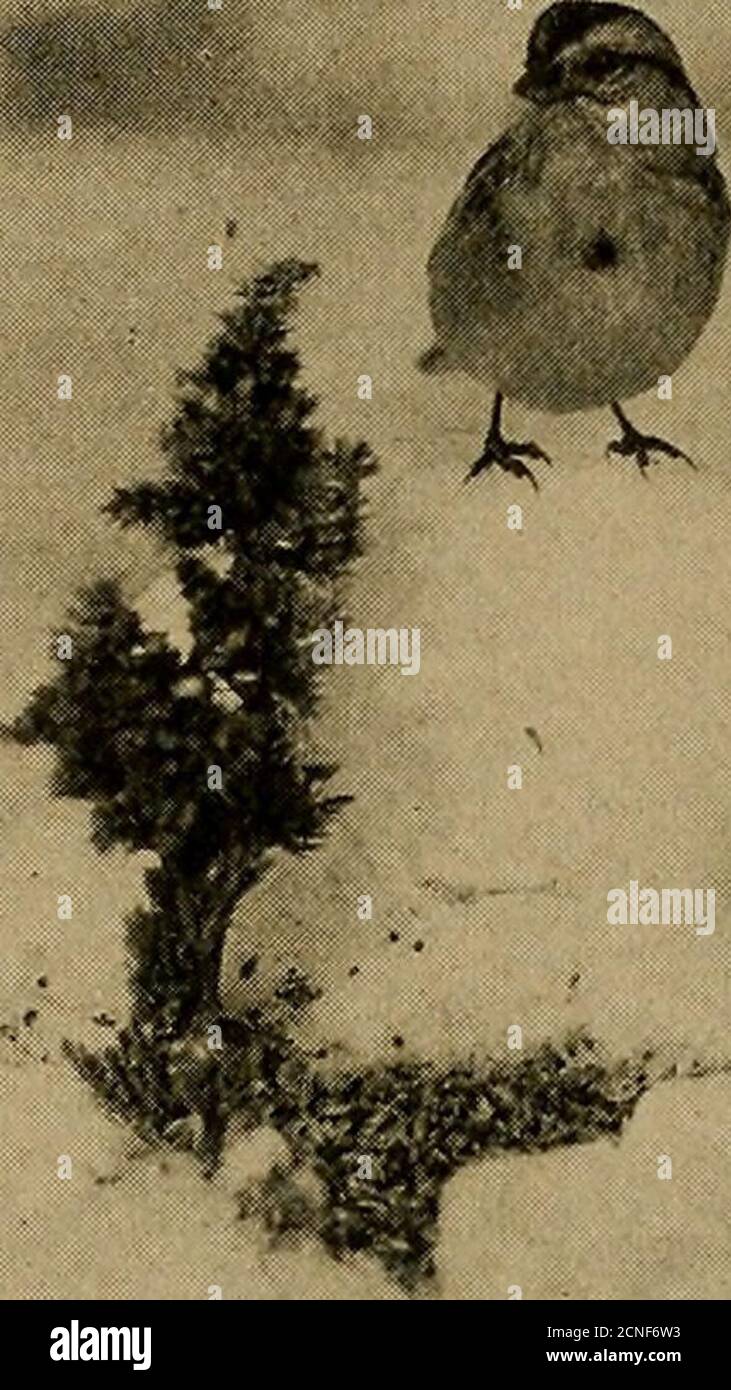 . Minerai d'oiseau . ARBRES ÉPARS il n'a pas été long après l'installation des bandana, avec beaucoup de graines de mil et de chanvre, etc., avant que les Bruant d'arbre, Juncos, et les Bruant de chanson commencent à venir régulièrement. Cependant, les visiteurs de là que j'espérais pour incet endroit invitant ont été les Red-sondages. Je les avais vus dans la région auparavant, et j'étais inquiet parti-culairement qu'ils aient shouldpay cette blind une visite et m'a donné le plaisir d'ajouter des theirPictures à ma collection. Le bateau-aveugle a été arrangeavec l'avant vers le nord, mais le soleil bas a jeté une ombre longue. Pour amener les oiseaux à se feedau-dessus de cette ombre, j'ai construit un Banque D'Images