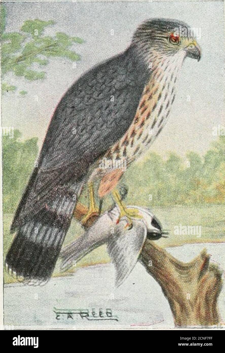 . Le livre d'oiseaux : illustrant en couleurs naturelles plus de sept cents oiseaux nord-américains; aussi plusieurs centaines de photographies de leurs nids et de leurs oeufs . Falco peregrinus pealei. Aire de répartition.—côte du Pacifique, du nord des États-Unis jusqu'en Alaska. Une forme plus foncée de la précédente, comme oc-curs dans cette section avec un grand nombre d'autres oiseaux. Les habitudes de nidification et les oeufs sont exactement comme ceux de la buse de canard. 357- Pigeon Hawk. Falco columbariuscolumbarius. Banque D'Images