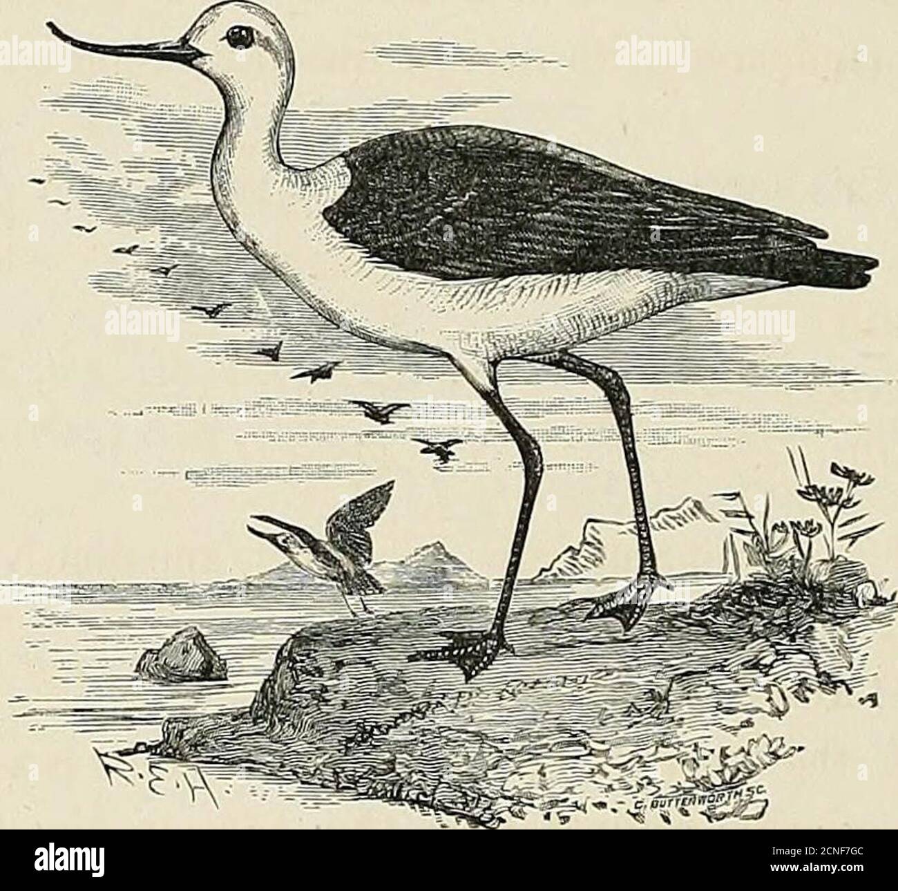 . La répartition géographique de la famille des Charadriidae, ou des pluviers, des sandpipers, des snipes et de leurs alliés . axillaires d'arche. TheBlack stilt a en moyenne des jambes plus courtes que son allié australien. &gt ; longueur du tarsi. H. leucocephalus. H. melas. Jeune dans le premier plumage 4-0 in. 33 po Moyenne des adultes 44 po 34 po 46 po extrême 3-7 po 2SG HIMANTOPUS. Distribution Geographi-cal. Jeune. Le stilt noir est un résident de la Nouvelle-Zélande; sa prétendue occurrence en Australie semble reposer sur des preuves insuffisantes. L'approche de son plumage d'hiver vers la robe adulte de la rue australienne Banque D'Images