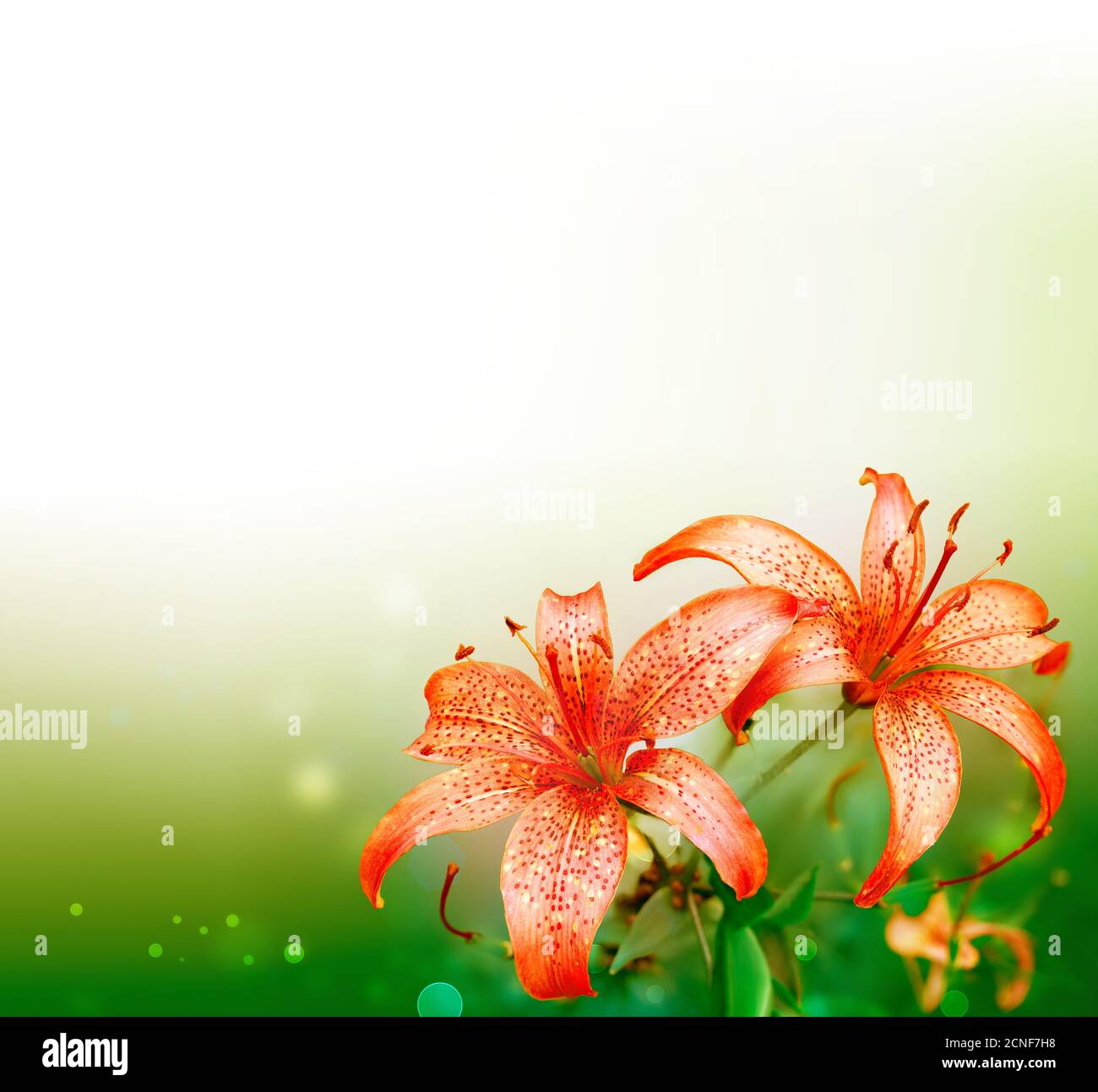 Lys rouges Banque D'Images