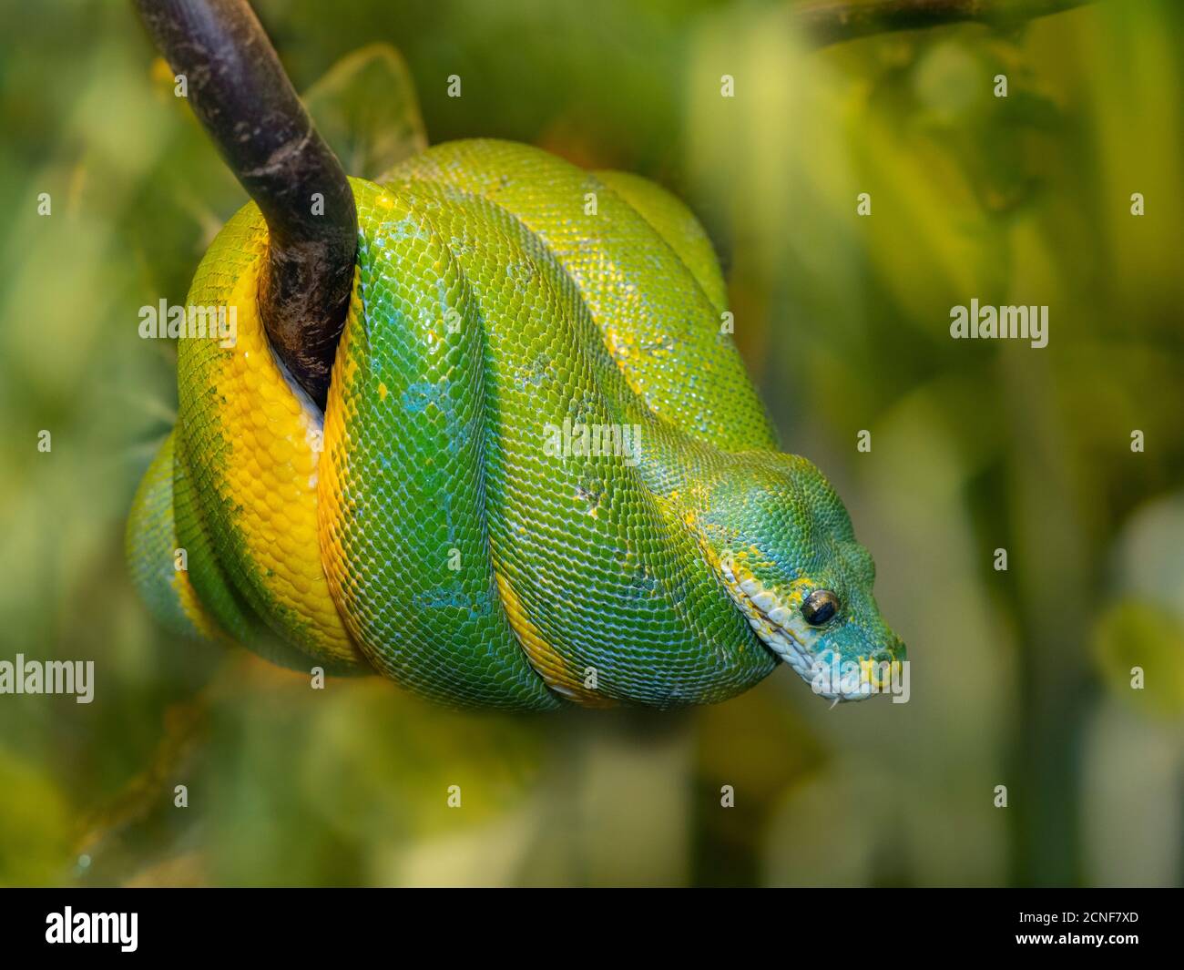 Python vert Morelia viridis Banque D'Images