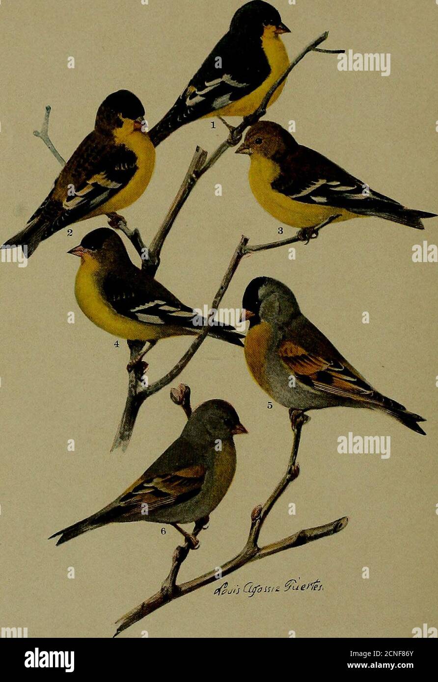 . Libre d'oiseaux . Conférence sur l'humane nternationnelle; UN nouveau Comité; expériences sur l'oiseau - boîte; quelques AudubonWorkers, No. i, Capt. M. B. Davis; nouvelles des sociétés d'État; UNE nouvelle réserve de BirdPReserve; raisons de la protection internationale des oiseaux; nouvelles BirdNews étrangères; délégués à la Convention ornithologique internationale; Methodsof Amannattin oiseaux; Congrès national de conservation. *** les manuscrits destinés à la publication, les livres, etc., la revue et les échanges du jcr, devraient être en présence de l'éditeur, à l'American Museum oj Natural Historv, 77th Street et 8th Avenue, New York City, N. Y. Avis de changement d'adresse, renouvellements an Banque D'Images