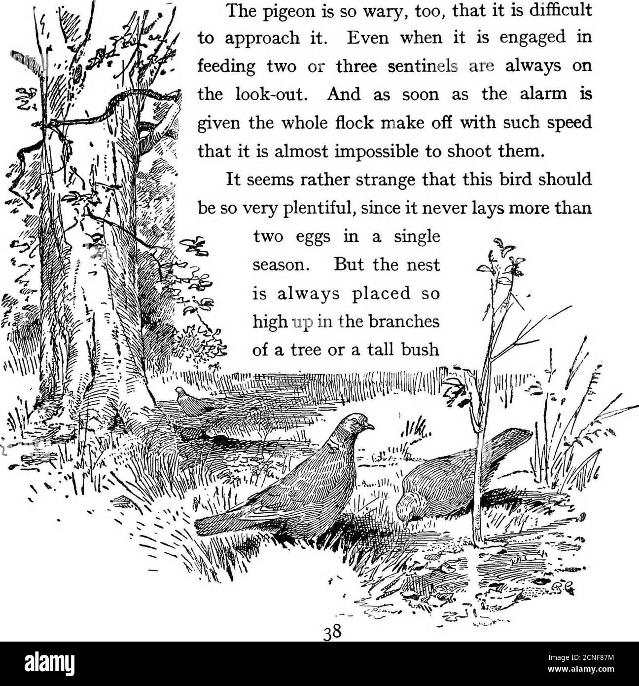 . Le livre d'oiseaux britannique . lds, avec des résultats similaires. Il n'y a pas de saison de l'année, en fait, au cours de laquelle il n'est pas destructif.et son appétit est tout simplement énorme. La récolte est d'un timesD 37 si distendu avec le grain qu'il va tourner de côté le shotfrom d'une arme, tiré sur l'oiseau comme il vole tête-sur le sportif de towardsa. Il peut contenir une quantité suffisante de plateaux tournants, lorsqu'ils sont secoués de manière lâche, pour remplir une mesure de pinte. Et comme ces oiseaux voyagent souvent dans de grandes troupeaux, revenant aux champs jour après jour, il n'y a pratiquement aucune limite aux dégâts qu'ils causent. Le pigeon est tellement méfiant, lui aussi, qu'il est dif Banque D'Images
