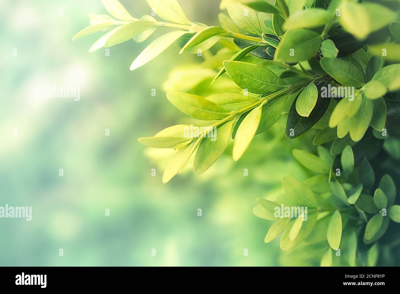 Feuilles de thé vert Banque D'Images