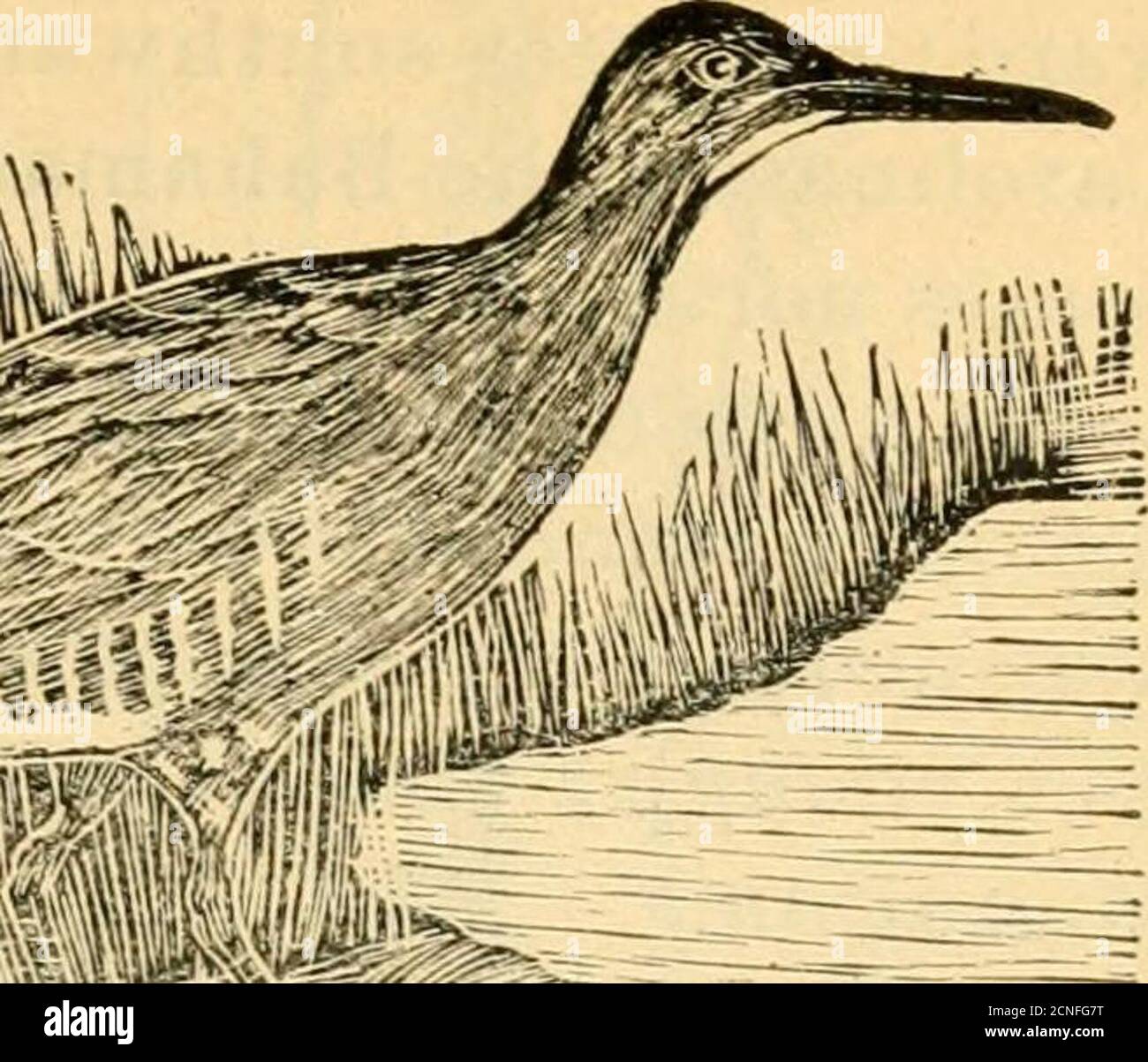 . Répertoire des oiseaux de l'est de l'Amérique du Nord .. . L, R. yiegjnianur. Semblable à 1 butBmaller, 9.25; projet de loi, 1.50. Jeune, beaucoup plus sombre, presque noir dans les premières étapes. N. A. des provinces britanniques au sud du golfe du Mexique. Migre vers le sud au début du mois d'octobre, de la Carolinas au Guatemala; occasionnellement à Cuba; vient vers le nord au début du mois d'avril. Marais fréquents et busheux. Se reproduit début juin. En plus de la craie dure, comme le rail, rapidement donné, il donne une note de chatouillement qui s'inquiète légèrement et un grincement aigu quand beaucoup d'énerveLe jeune descendant continue à pecher en cours Banque D'Images