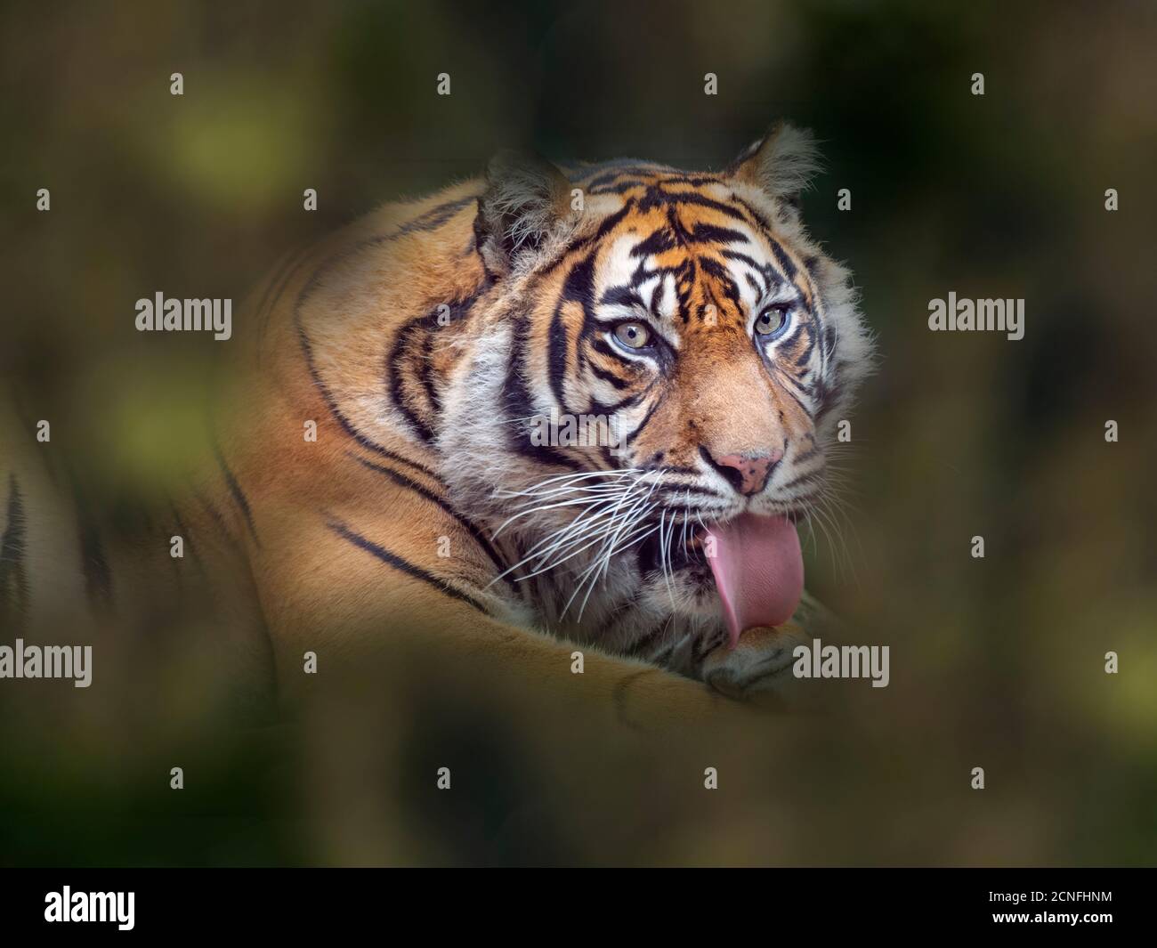 Tigre de Sumatra Panthera tigris sondaica prisonnier Banque D'Images