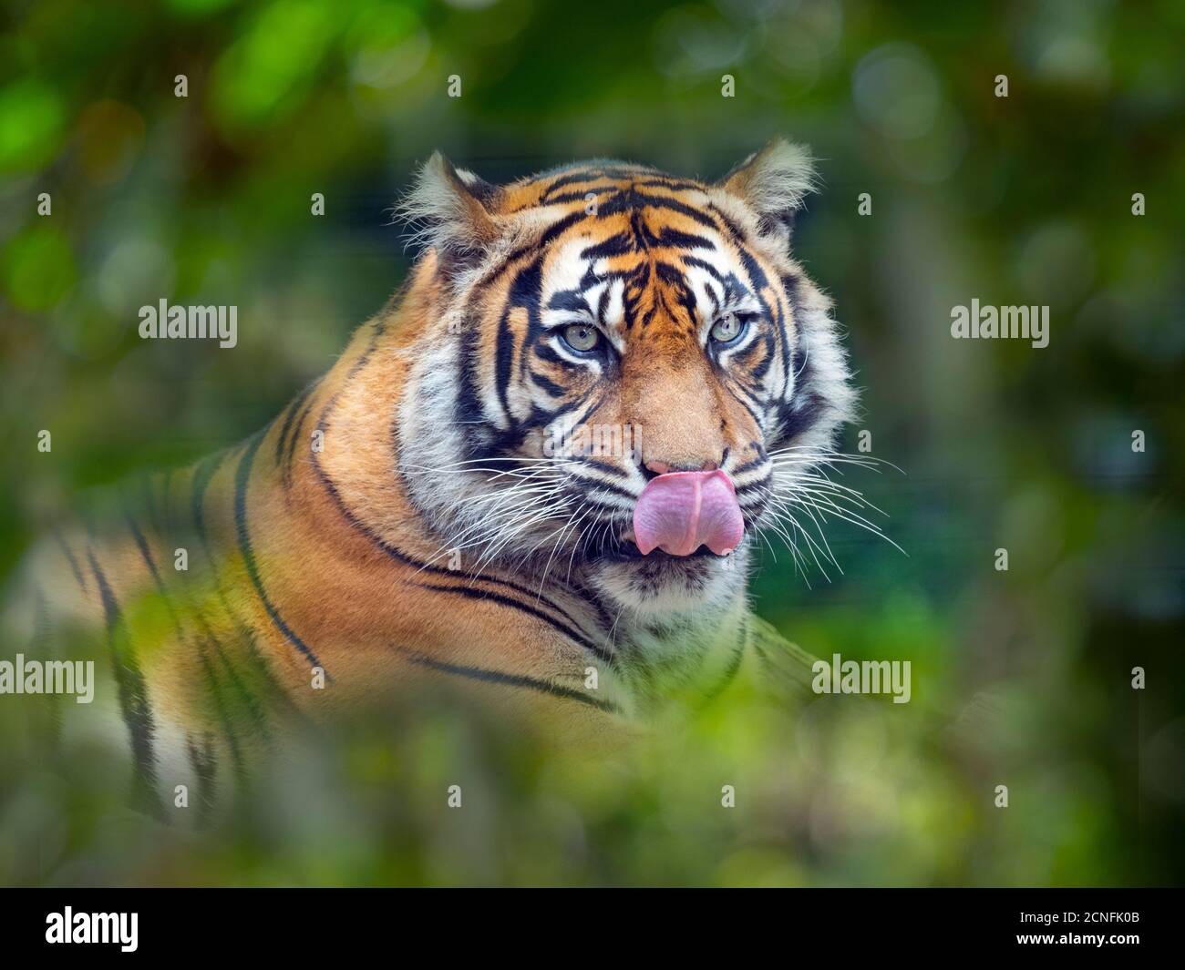 Tigre de Sumatra Panthera tigris sondaica prisonnier Banque D'Images