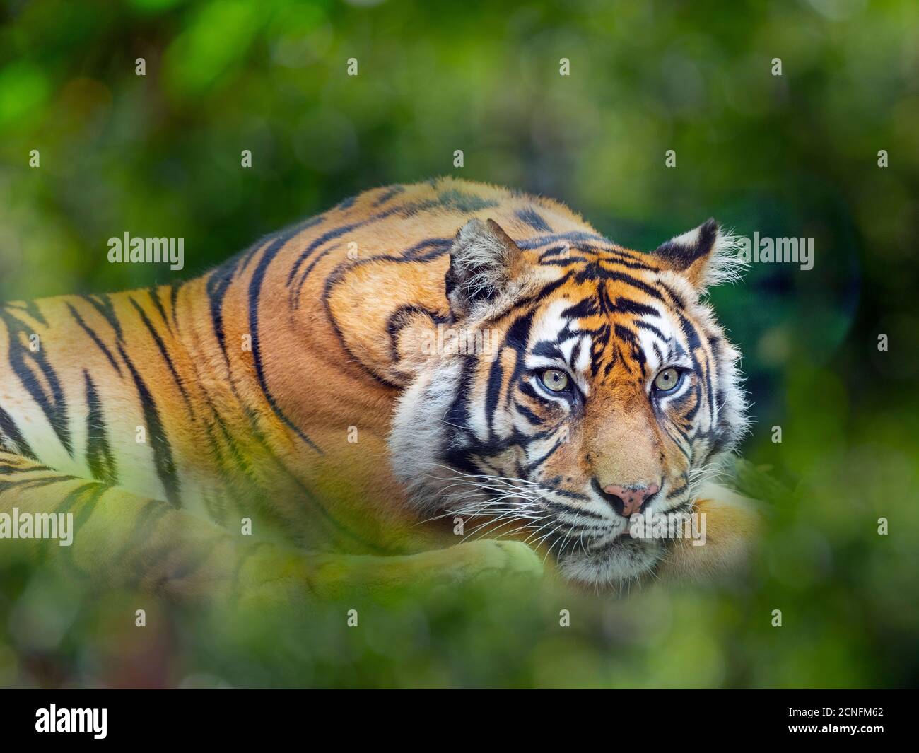 Tigre de Sumatra Panthera tigris sondaica prisonnier Banque D'Images