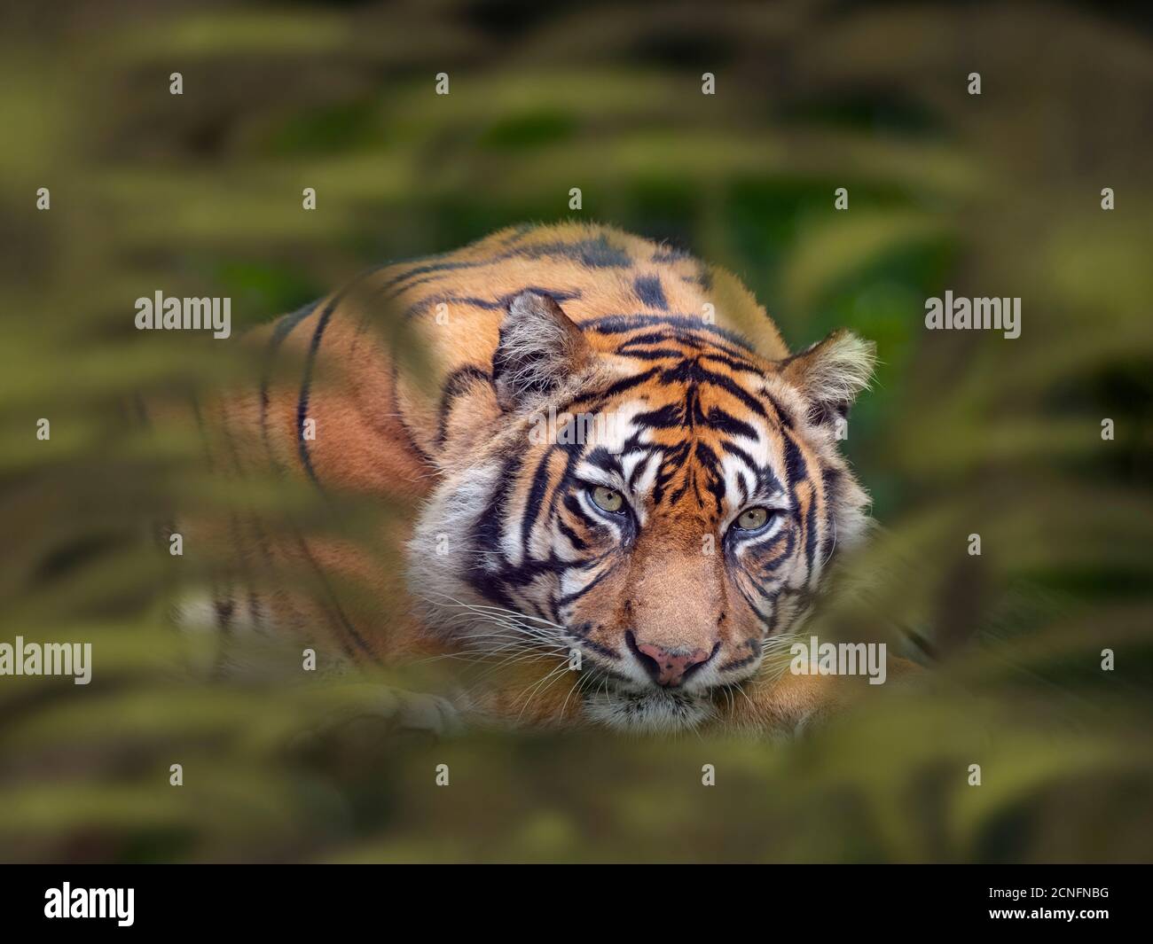 Tigre de Sumatra Panthera tigris sondaica prisonnier Banque D'Images
