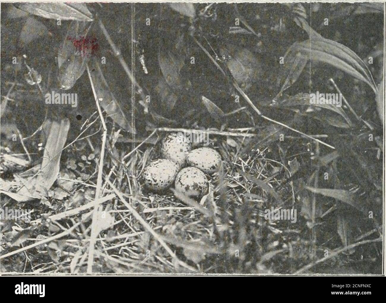 . Le livre d'oiseaux : illustrant en couleurs naturelles plus de sept cents oiseaux nord-américains; aussi plusieurs centaines de photographies de leurs nids et de leurs oeufs . Banque D'Images