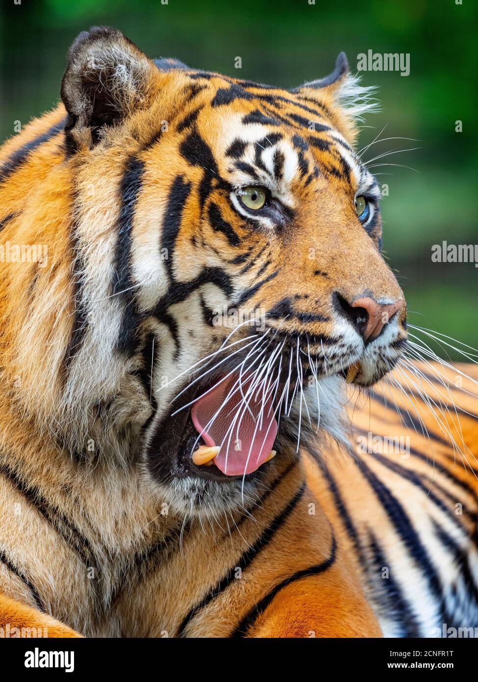 Tigre de Sumatra Panthera tigris sondaica prisonnier Banque D'Images