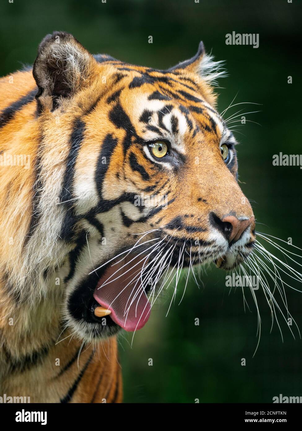 Tigre de Sumatra Panthera tigris sondaica prisonnier Banque D'Images