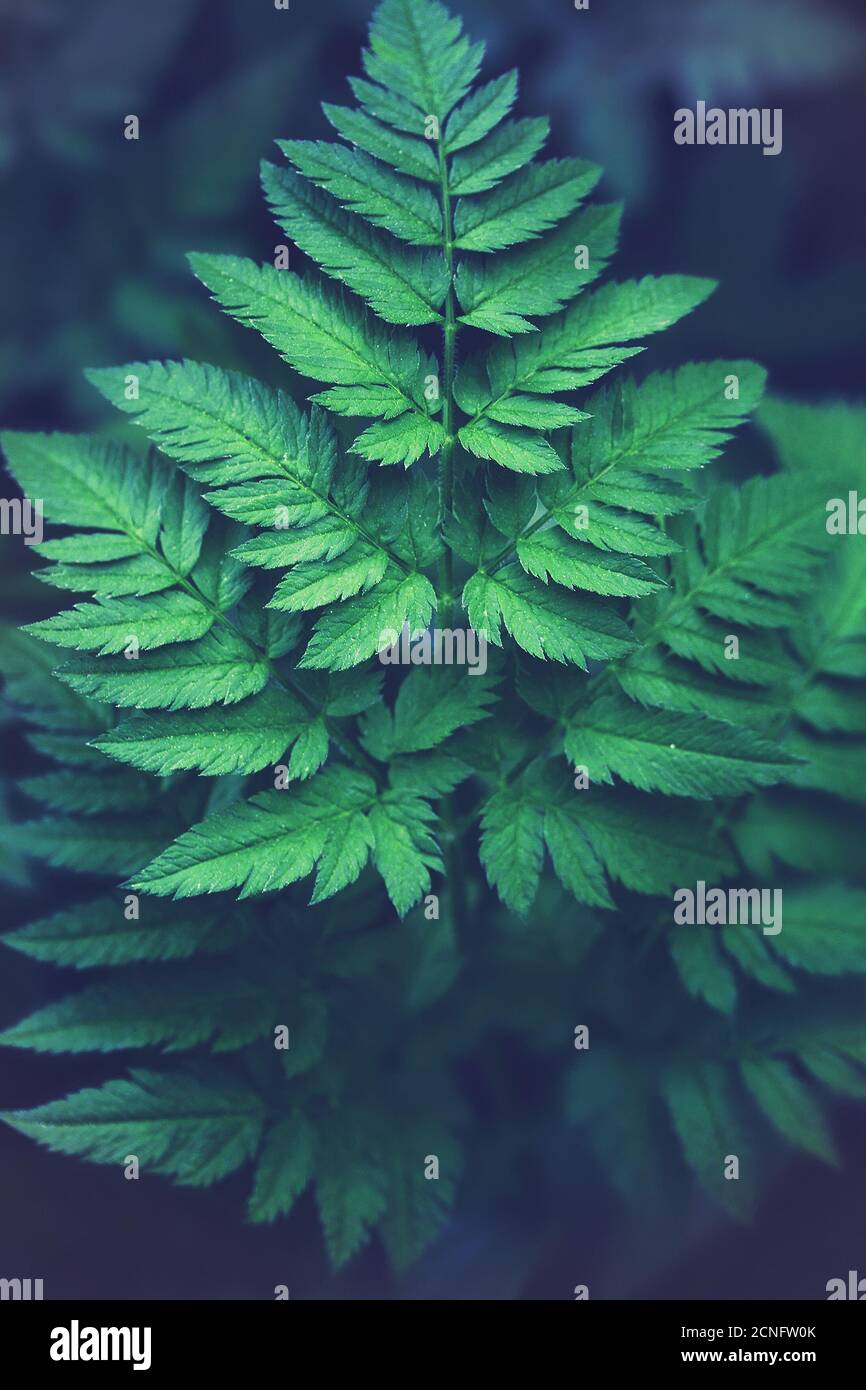 fern leaf plein écran Banque D'Images