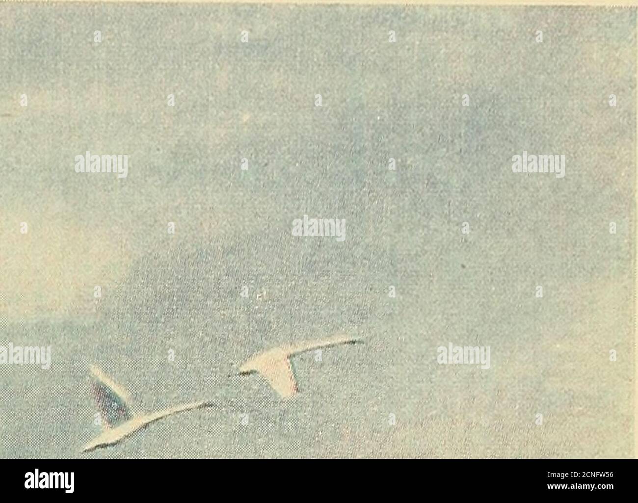 . Aquila . TURUL-ZONGOR-KERECSEN 1 SZÍNES TÁBLÁVAL, 5 SZÖVEGÁBRVAL I. TURUL-ZONGOR-KERECSEN 1 SZÍNES TÁBLÁVAL, 5 SZÖVEGÁBRVAL I. TURUL-ZONGOR-KERECSEN 1939. MAGYAR KIRALYI ALLAMI NYOMDA.1207. AQUILA TOM. XLII-XLV. 1935-38. Onglet. I. i. ^: ////i Banque D'Images