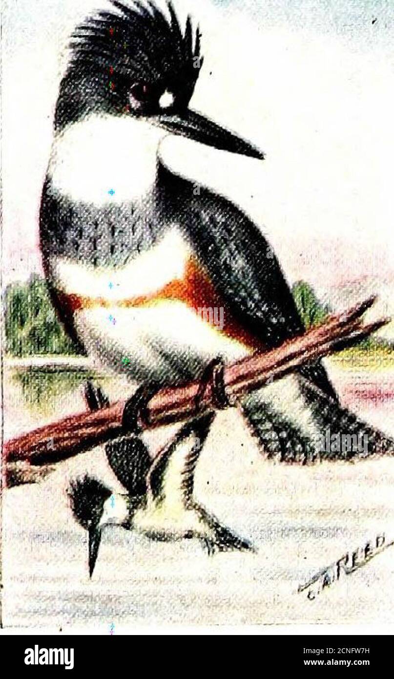 . Le livre d'oiseaux, illustrant dans des couleurs naturelles plus de sept cents oiseaux nord-américains, aussi plusieurs centaines de photographies de leurs nids et oeufs . il parties sud de son aire de couvaison, vers le sud. Cet oiseau bien connu est abondant dans tous les bas-calités près de l'eau, où ses notes de hotling sont parmi les plus familiers des sons. Leur nourriture est presque entièrement composée de petits poissons, que l'on attrape en plongeant de leur perchoir sur un autre membre mort qui surlonge l'eau, ^^-^ r>-,^ou en planant dans X^ ; %i^^l'air comme un OS- /■ ■. ^proie. Leurs nids sont situés à l'extrémité des terriers insand ba Banque D'Images . Le livre d'oiseaux, illustrant dans des couleurs naturelles plus de sept cents oiseaux nord-américains, aussi plusieurs centaines de photographies de leurs nids et oeufs . il parties sud de son aire de couvaison, vers le sud. Cet oiseau bien connu est abondant dans tous les bas-calités près de l'eau, où ses notes de hotling sont parmi les plus familiers des sons. Leur nourriture est presque entièrement composée de petits poissons, que l'on attrape en plongeant de leur perchoir sur un autre membre mort qui surlonge l'eau, ^^-^ r>-,^ou en planant dans X^ ; %i^^l'air comme un OS- /■ ■. ^proie. Leurs nids sont situés à l'extrémité des terriers insand ba Banque D'Images