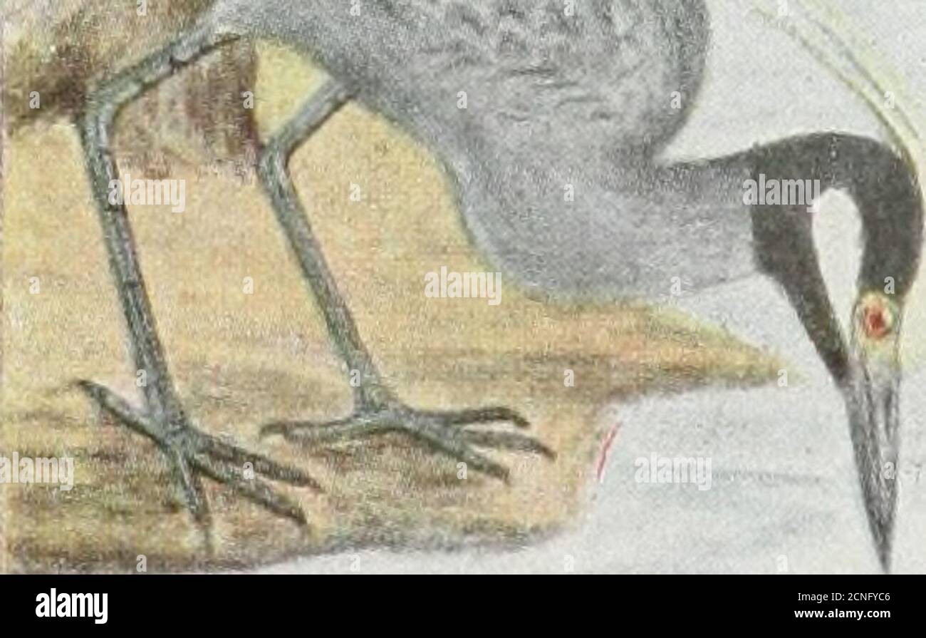 . Le livre d'oiseaux : illustrant en couleurs naturelles plus de sept cents oiseaux nord-américains; aussi plusieurs centaines de photographies de leurs nids et de leurs oeufs . Banque D'Images