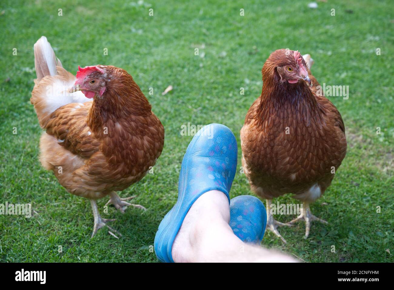 Deux poulets de sauvetage pour animaux de compagnie aux pieds des propriétaires Banque D'Images
