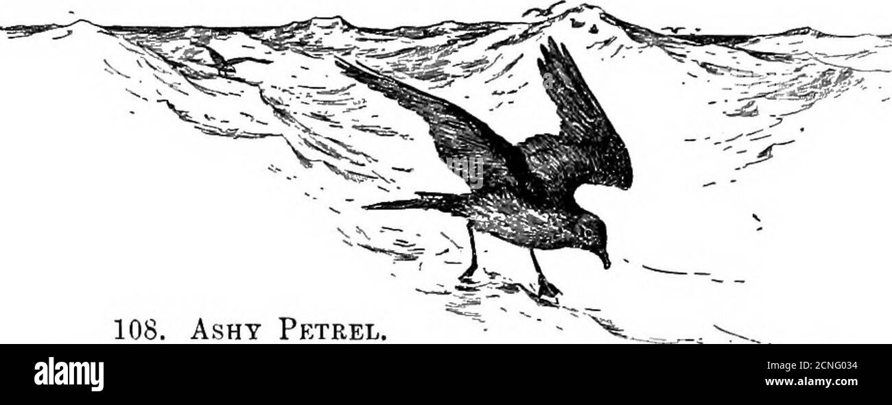 . Oiseaux de Californie; une introduction à plus de trois cents oiseaux communs de l'État et des îles adjacentes, avec une liste supplémentaire de migrants rares, de visiteurs accidentels et de sous-espèces hypothétiques . anta Barbara.saison de reproduction: Juin et juillet.Nest: Dans les crevasses sous les rochers, sous le bois flotté, dans les murs de pierre, dans les terriers.oeufs: Blanc crémeux, parfois légèrement tacheté au sujet de la grande extrémité. Taille 1.19 X 0.93. Les pétrels ashy se retrouvaient abondamment sur les îles Farallone du Sud au moment d'une récente visite effectuée sur place, mais peu d'oiseaux étaient en évidence à l'heure de la journée. T Banque D'Images