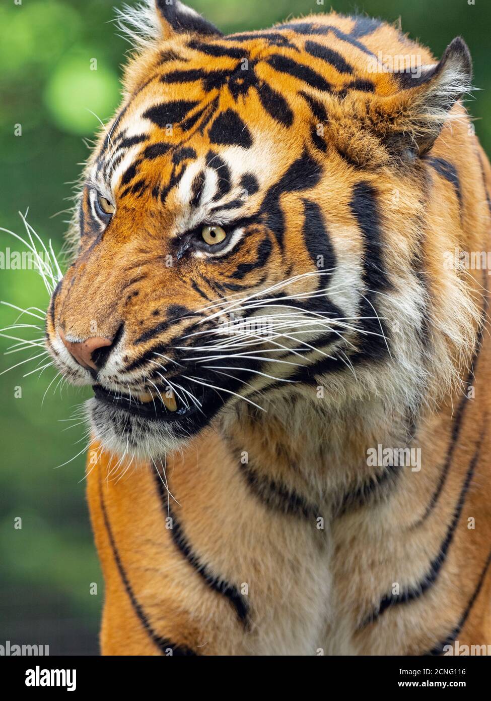 Tigre de Sumatra Panthera tigris sondaica prisonnier Banque D'Images