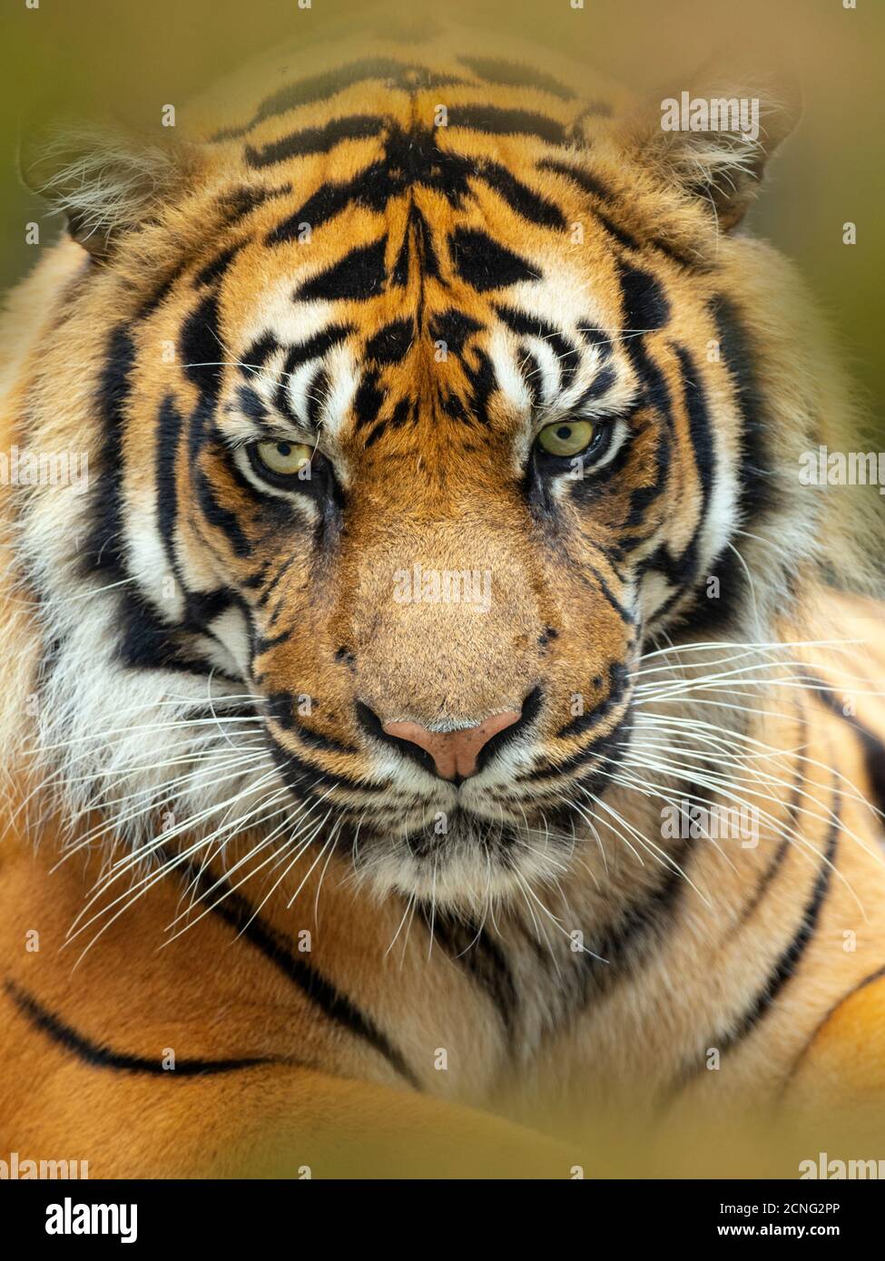 Tigre de Sumatra Panthera tigris sondaica prisonnier Banque D'Images