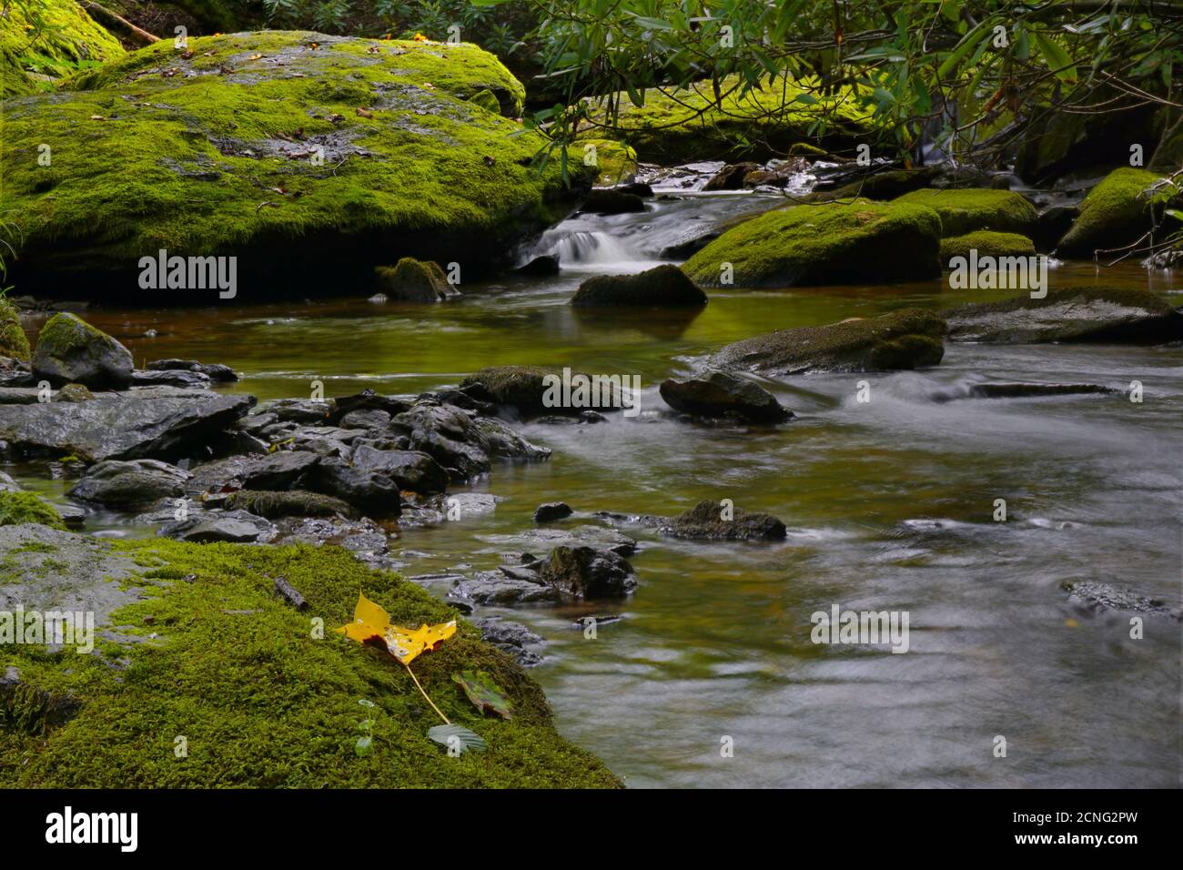 Mouvement eau brouillée qui coule sur des roches recouvertes de mousse dans Laurel Creek Caroline du Nord Banque D'Images