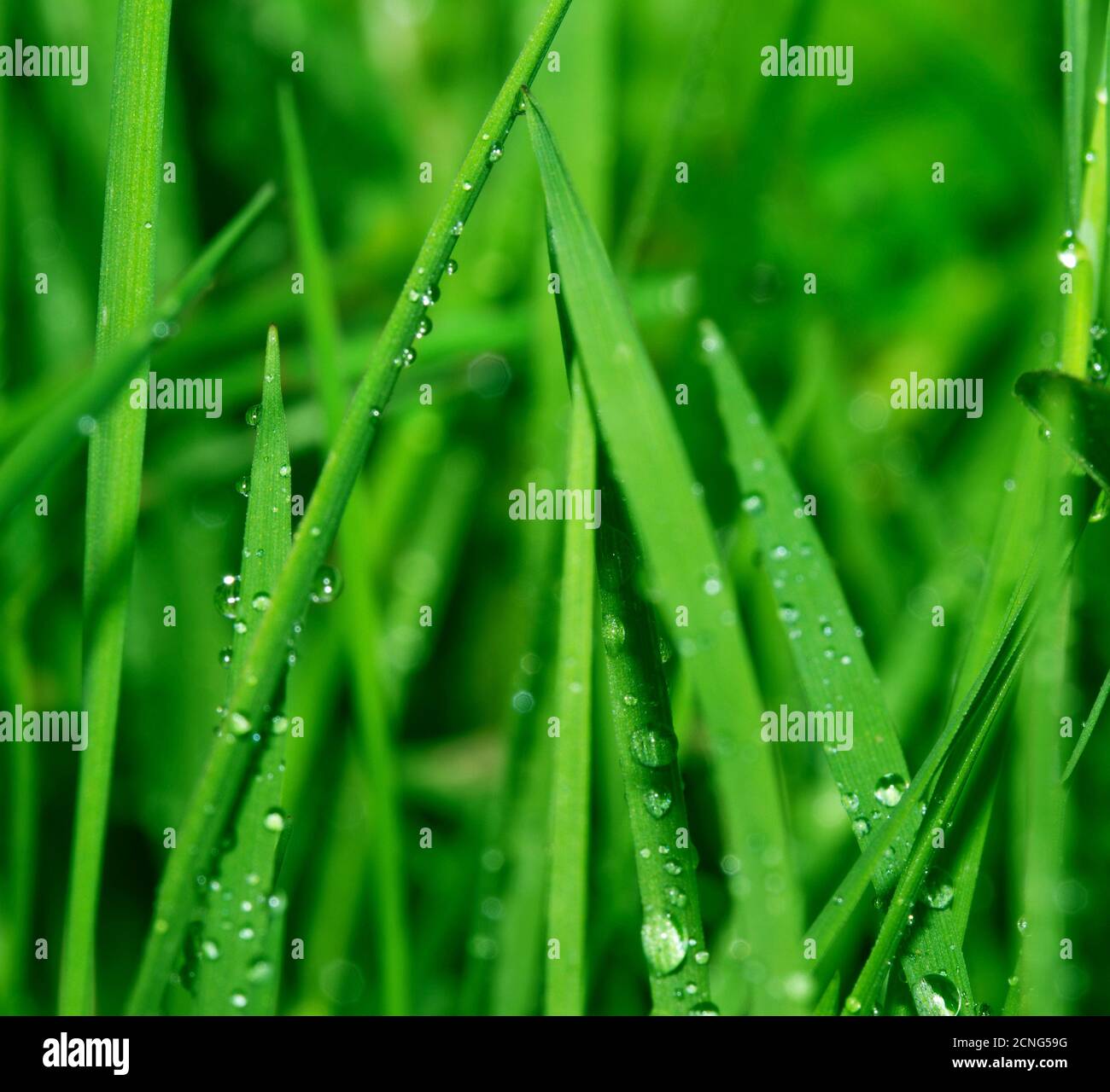 Nature fond Banque D'Images