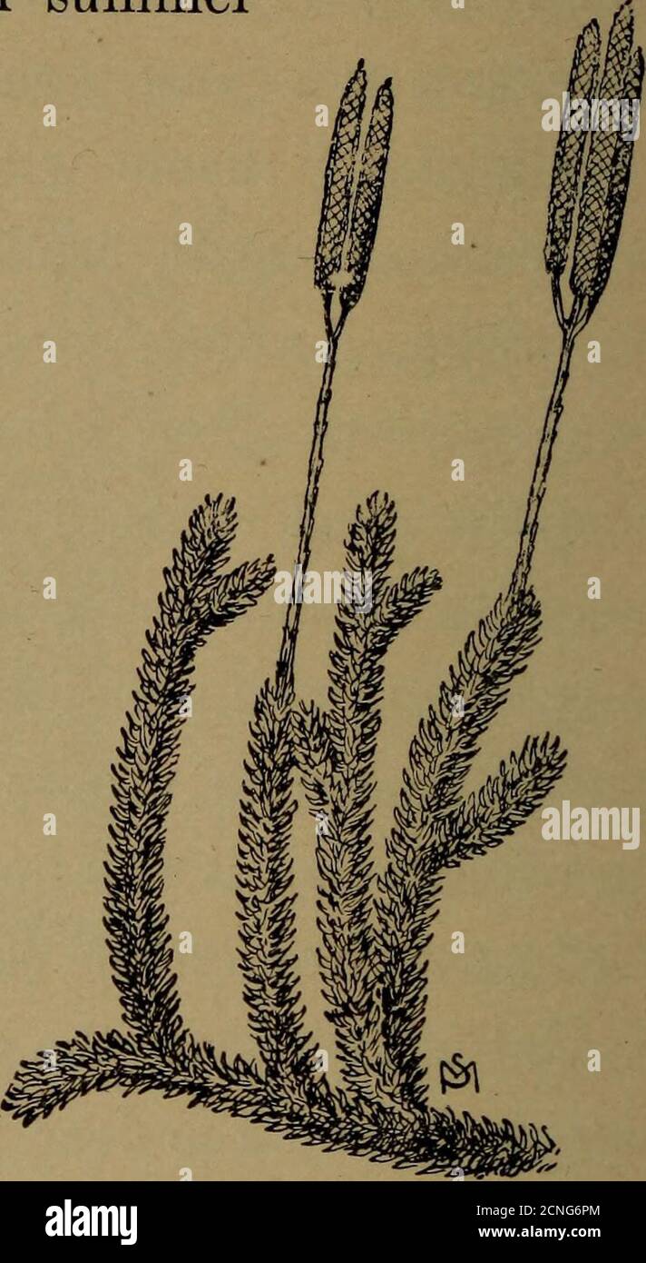 . La vie familière dans les champs et les forêts; les animaux, les oiseaux, les grenouilles et les salamandres . Lycopodium obscurum. Lycopodium clavatum. À gris en hiver. Pour la nourriture, il a de jeunes brindilles—celles du bouleau noir, il s'en délecte surtout—le feuillage de l'arbre vitse (Thuja occidentalis)* Hem-lock, et le sapin; creusant dans la neige avec son * les marges de certains lacs Adirondack sont épaissies avec les branches de l'arbre vitae; ceux-ci sont oftendépouillés pour une distance de cinq pieds vers le haut des troncs des arbres, le résultat de l'alimentation des cerfs qui ont passé l'hiver dans la vi-cinité. Banque D'Images