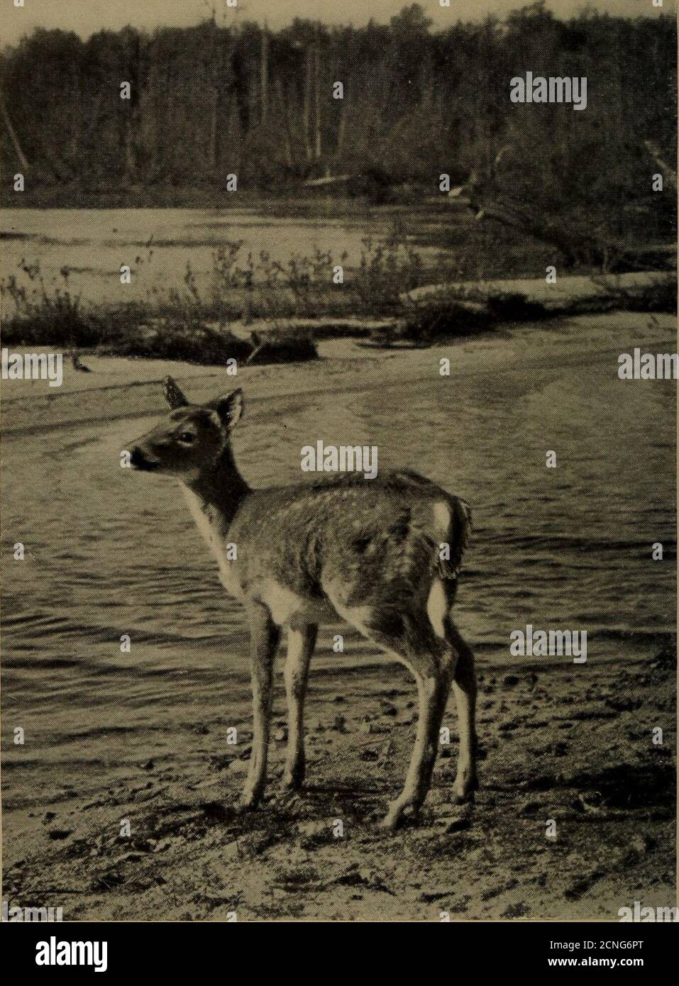 . La vie familière dans les champs et les forêts; les animaux, les oiseaux, les grenouilles et les salamandres . Lycopodium obscurum. Lycopodium clavatum. À gris en hiver. Pour la nourriture, il a de jeunes brindilles—celles du bouleau noir, il s'en délecte surtout—le feuillage de l'arbre vitse (Thuja occidentalis)* Hem-lock, et le sapin; creusant dans la neige avec son * les marges de certains lacs Adirondack sont épaissies avec les branches de l'arbre vitae; ils sont oftendépouillés pour une distance de cinq pieds vers le haut des troncs des arbres, le résultat de l'alimentation des cerfs qui ont hiverné dans la vi-cinité. JEUNE CERF. CARI Banque D'Images