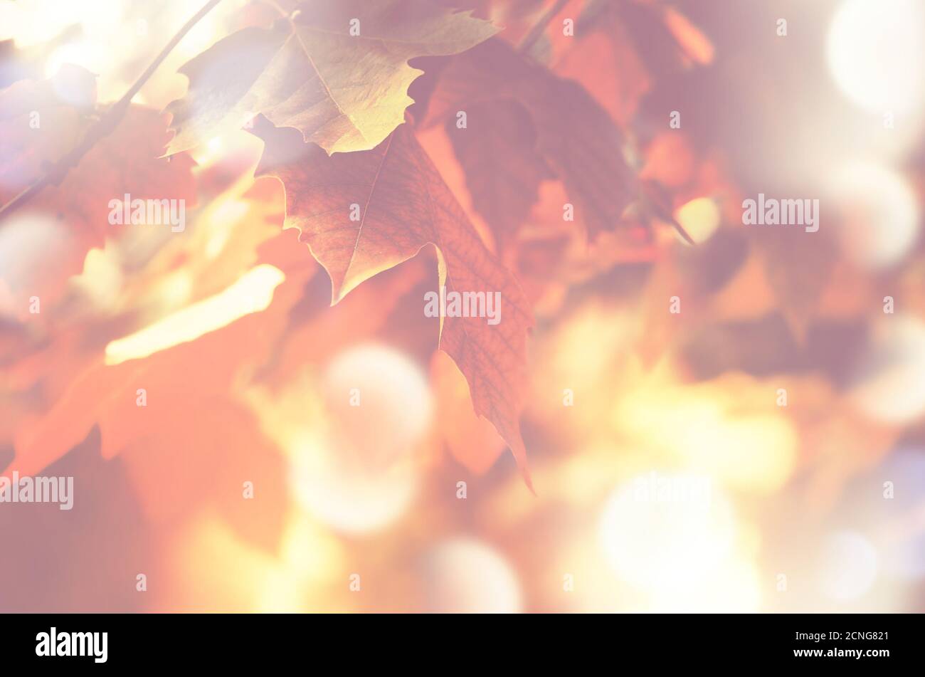 Automne fond Banque D'Images