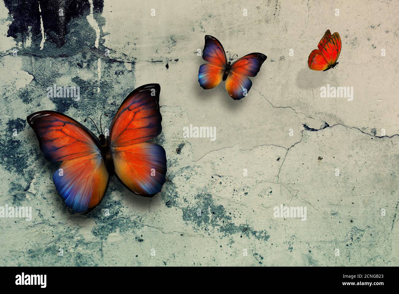 butterflys Banque D'Images