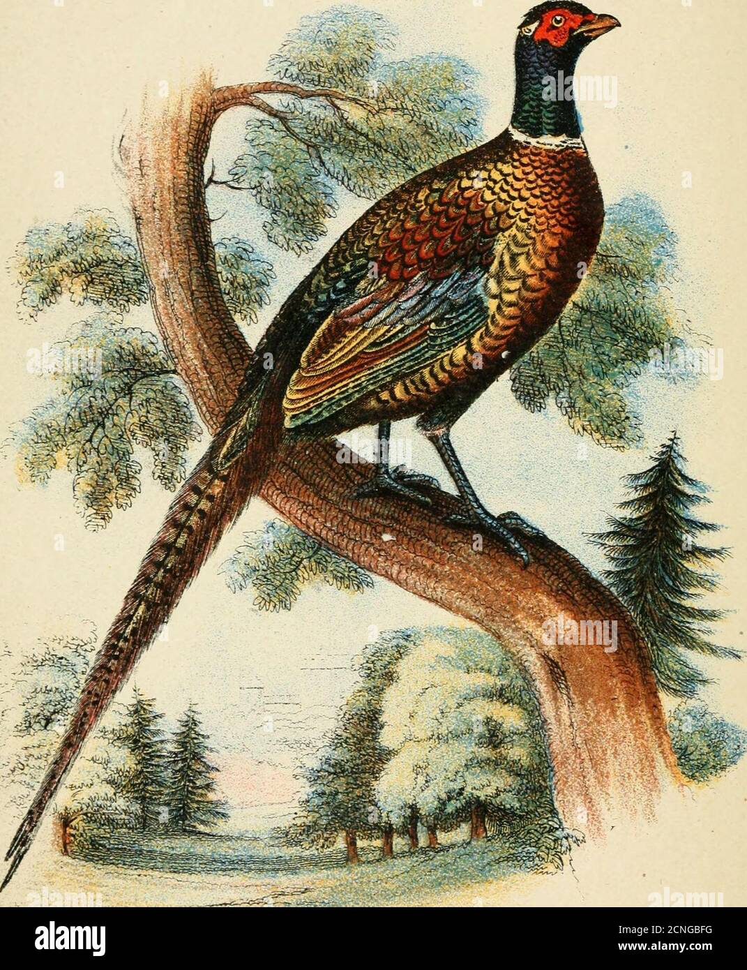 . Un livre à la main aux oiseaux de jeu . ^-^ FAISAN À COL ANNULAIRE. LLOYDS NATURAL HISTORY.ÉDITÉ PAR R. BOWDLER SHARPE, LL.D., F.L.S., &C UN LIVRE DE MAIN SUR LES OISEAUX DE GIBIER. PAR W. R. OGILVIE-GRANT, DÉPARTEMENT DE ZOOLOGIE, BRITISH MUSEUM. VOL. IL FAISANS {CONTINUED), MEGAPODES, CURASSOWS,HOATZINS, BUSTARD-QUAILS. LONDRES : EDWARD LLOYD, LIMITED, 12, SALISBURY SQUARE, FLEET STREET. 1897. IMPRIMÉ BYWYMAN ET SONS, LIMITED. 5&LT;^,S(^ 2 MARS 9 1957 PREFACE. Je TPiiNK qu'il ne peut pas être question de la valeur des volumes de M.Ogilvie-Grants sur les oiseaux de jeu, et je peux testifyau soin qu'il a accordé à t Banque D'Images