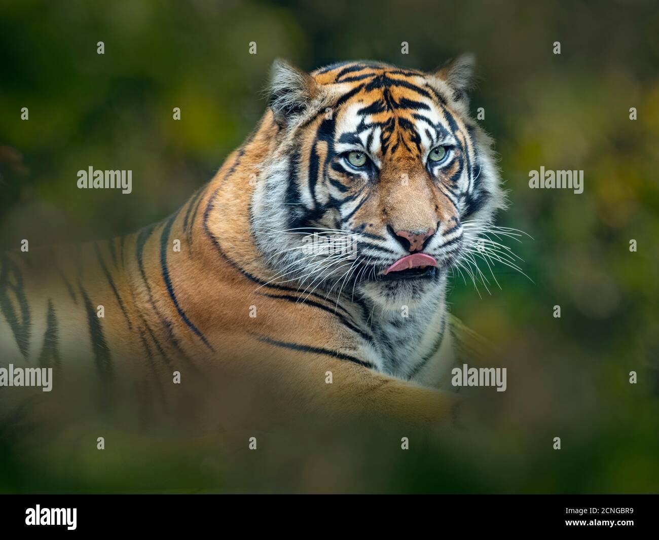 Tigre de Sumatra Panthera tigris sondaica prisonnier Banque D'Images