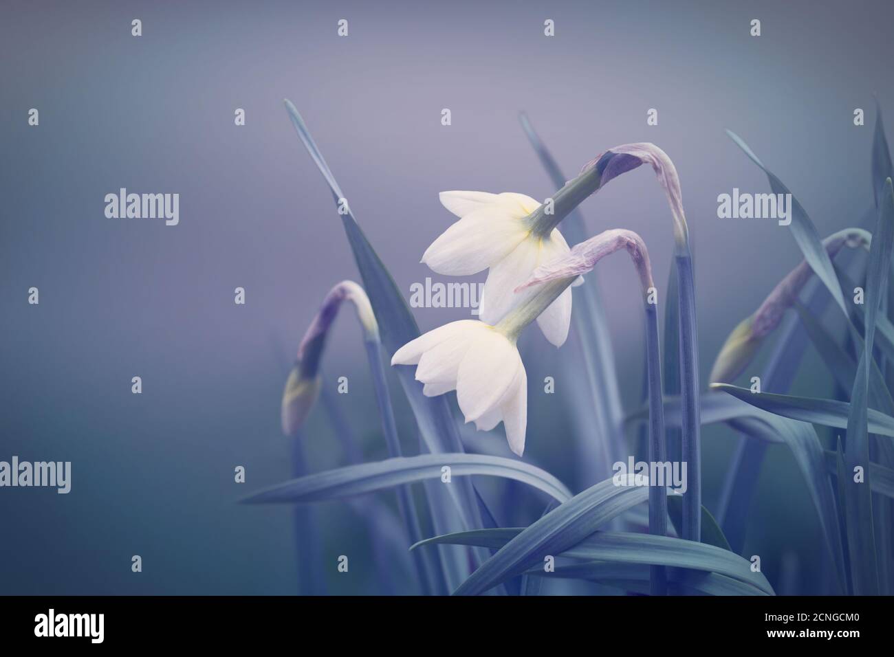 Résumé fond printemps Banque D'Images