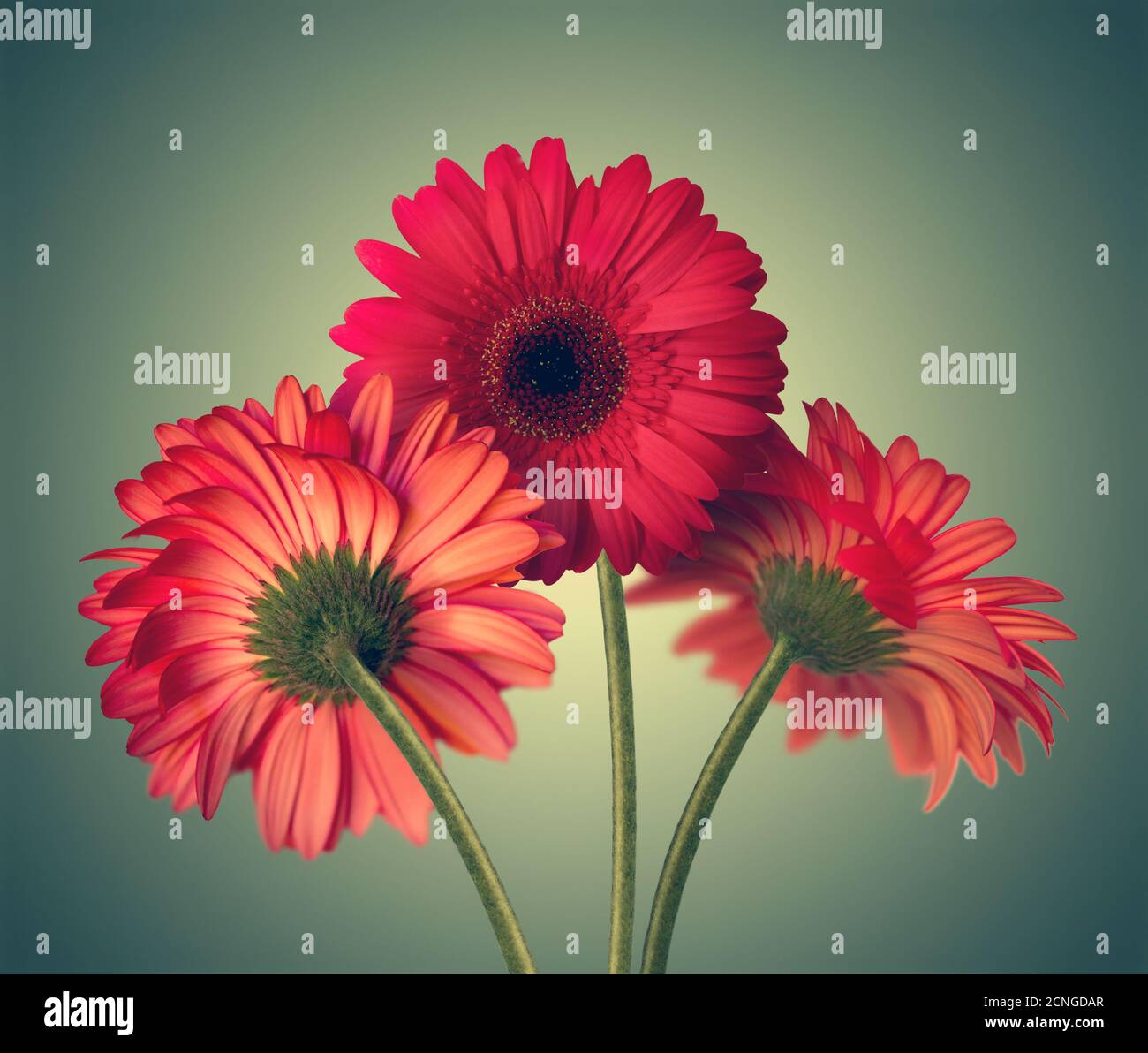 fleurs de Gerbera Banque D'Images