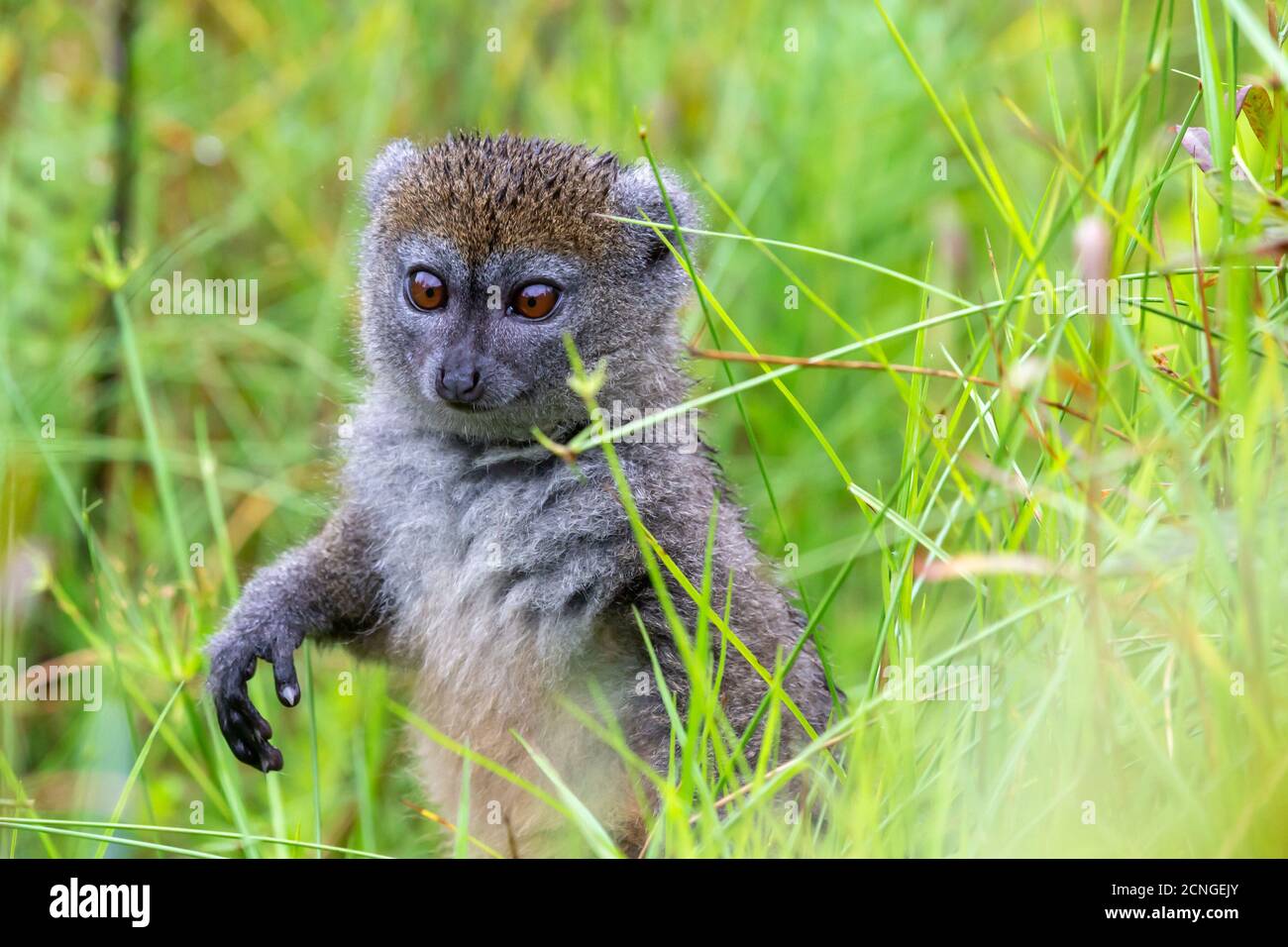 Un lémurien de bambou entre la grande herbe semble curieux Banque D'Images