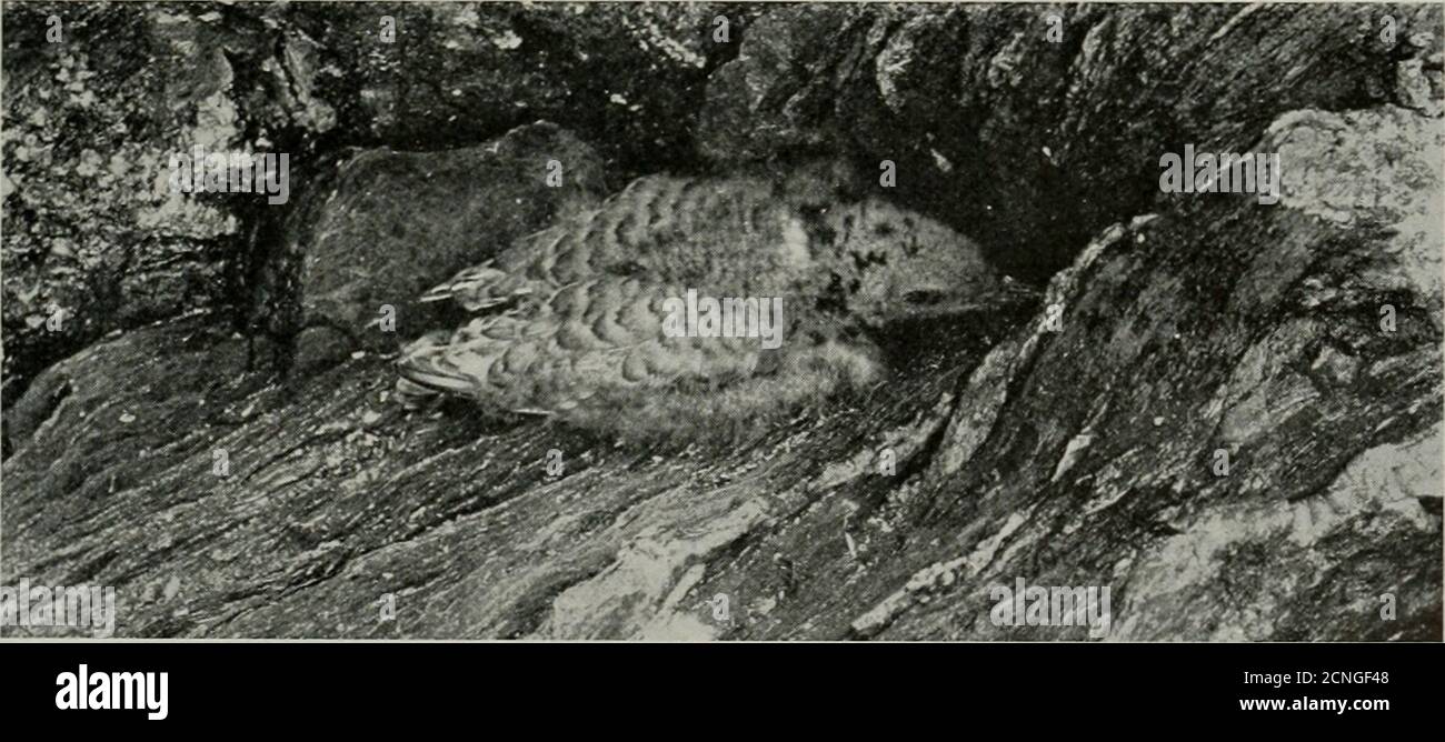 . Minerai d'oiseau . NID ET OEUFS D'AIGLEFIN COMMOX TERN OX LES oeufs DE ROCHE contenaient des embryons, qui étaient mortidans une condition légèrement décomposée, et semblaient comme s'ils avaient été morts-vivants environ une semaine. Bon nombre des oeufs étaient prêts à éclore au moment où ils ont été tués, en fait, certains d'entre eux étaient pippés.l'ensemble de quatre que je n'ai pas ouvert paraissait si brillant, et le nid était dans douze milles plus proche de Portland, avait engagedin cible-pratique le 23 juillet, Et j'ai appris que la pratique-cible a été tenue à cette station pendant la première semaine de juin.la correspondance de ces dates avec le temps où les oeufs étaient Banque D'Images
