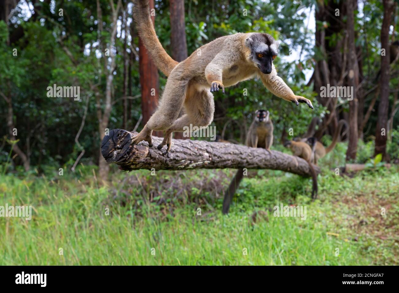 Les lémuriens bruns jouent dans la prairie et dans un tronc d'arbre et attendent les visiteurs Banque D'Images