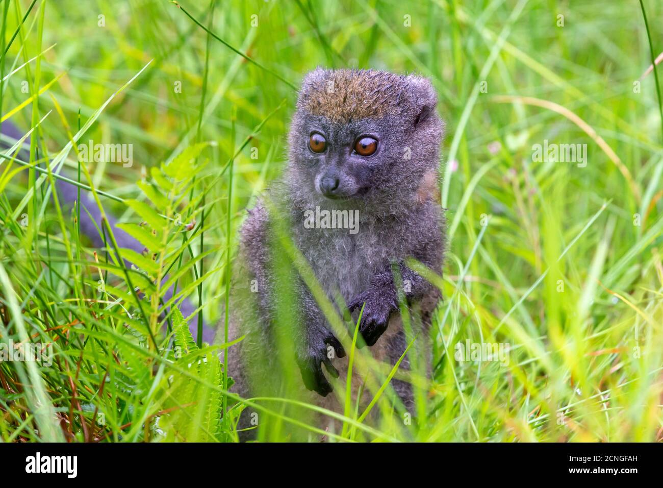 Un lémurien de bambou entre la grande herbe semble curieux Banque D'Images