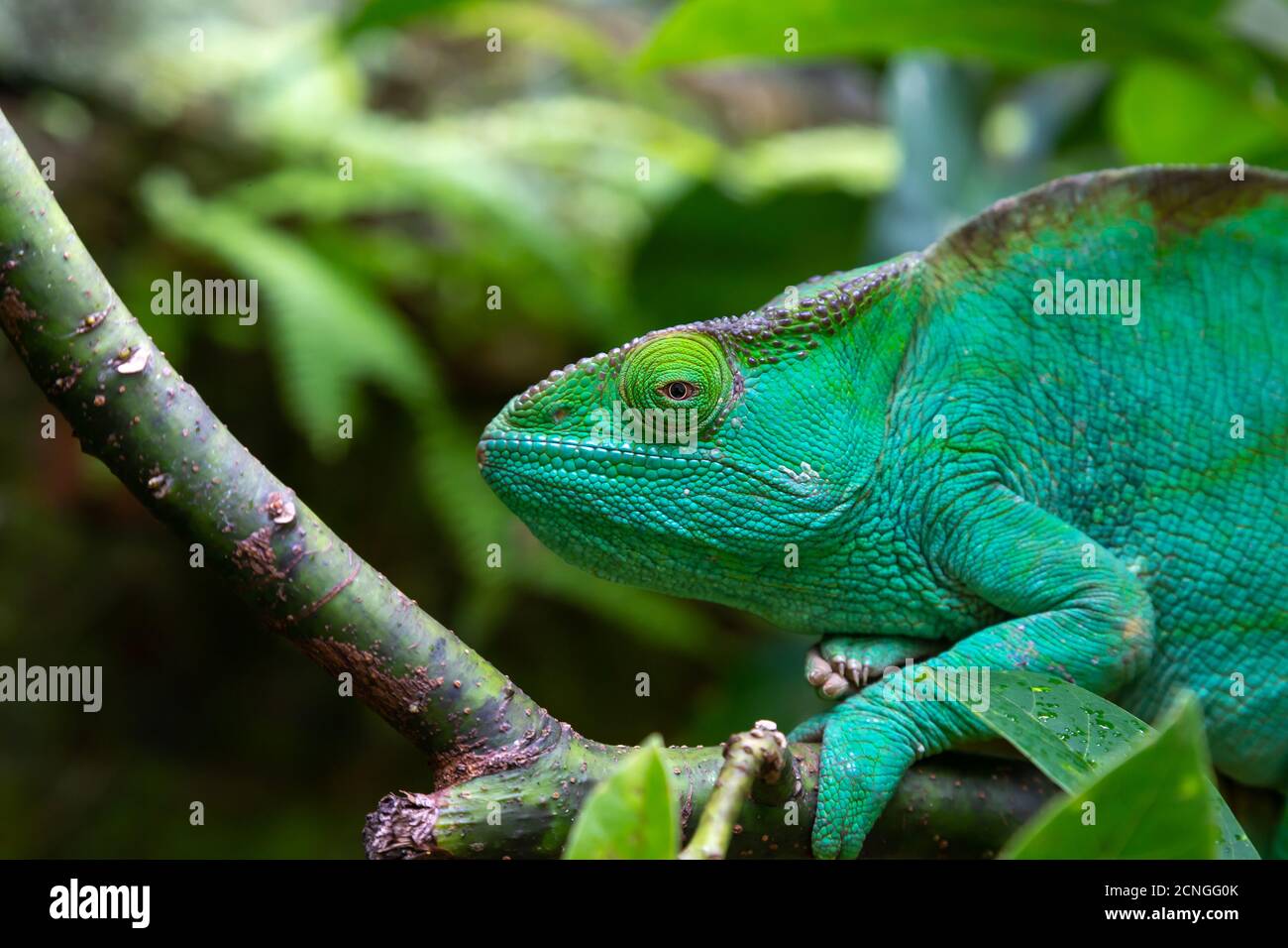 Un caméléon vert sur une branche en gros plan Banque D'Images