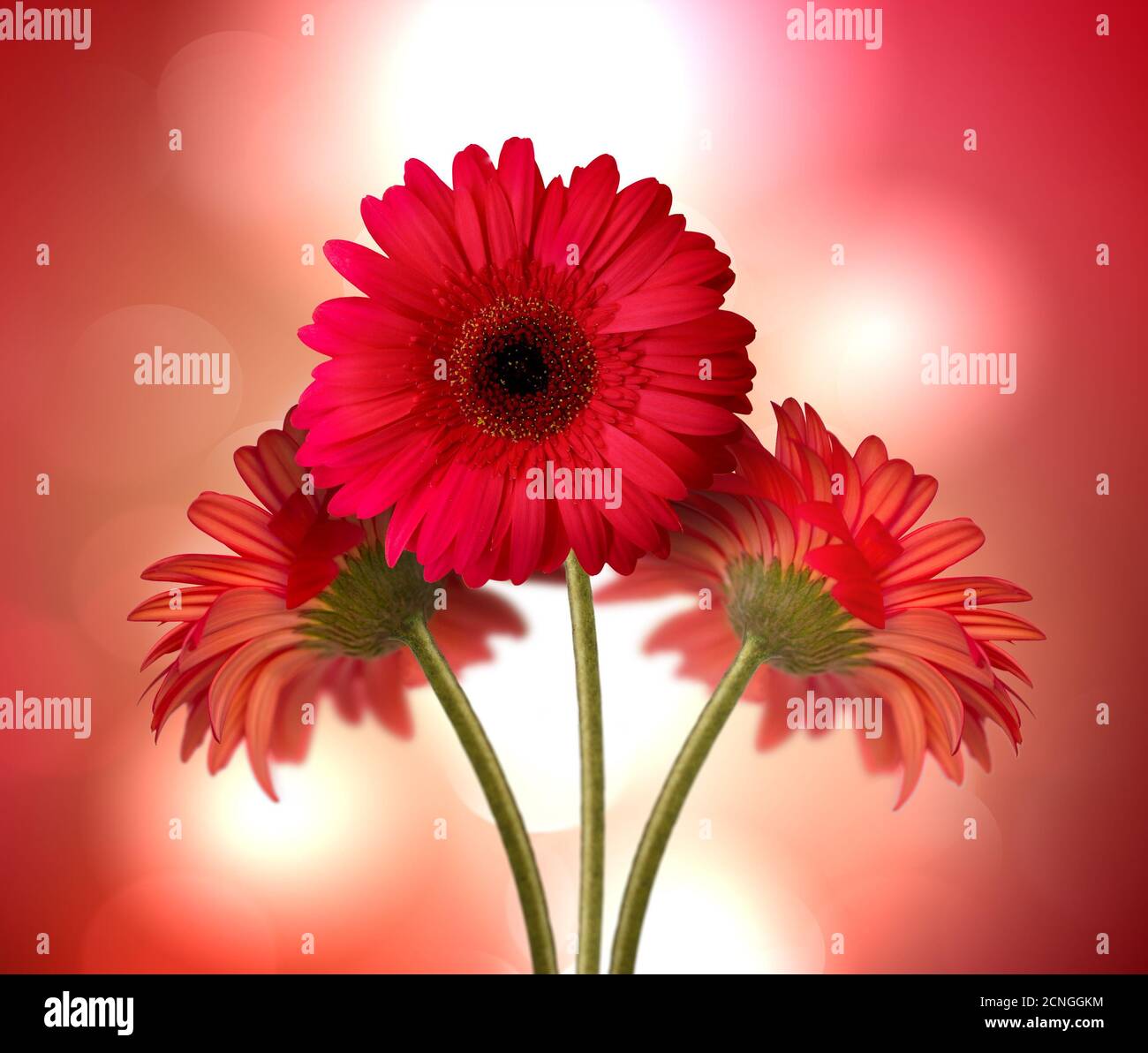 fleurs de Gerbera Banque D'Images