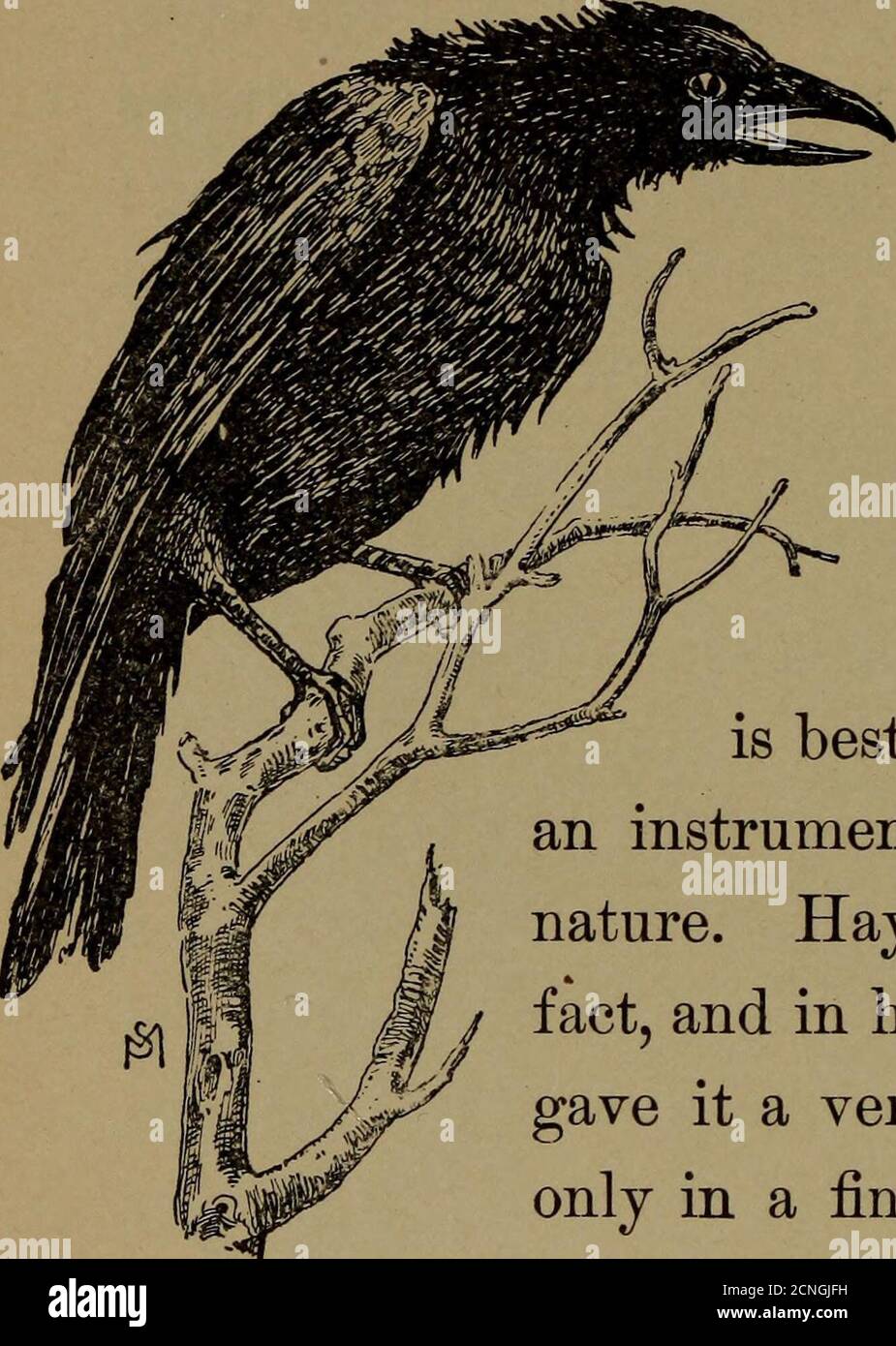 . La vie familière dans le champ et la forêt; les animaux, les oiseaux, les grenouilles et les salamandres . rt ofa clown. Il truffe ses plumes, étire son cou comme un chat avec un os de poisson dans sa gorge, et avec le plus grand effort fournit une série de henlikesquawks double fortissimo, ainsi :ce qu'il veut dire par le callit est difficile à dire, À moins qu'il n'ait 4+^- un lien avec le caucus général qui 86 LA VIE FAMILIÈRE DANS LE CHAMP ET LA FORÊT. Est sûr d'être en pleine session à aucune grande distance en bas de la copse sur la limite de la Meadowborder. Mais le corbeau n'est pas non musical après tout.sa caw est un noteof décisive souligné ca Banque D'Images
